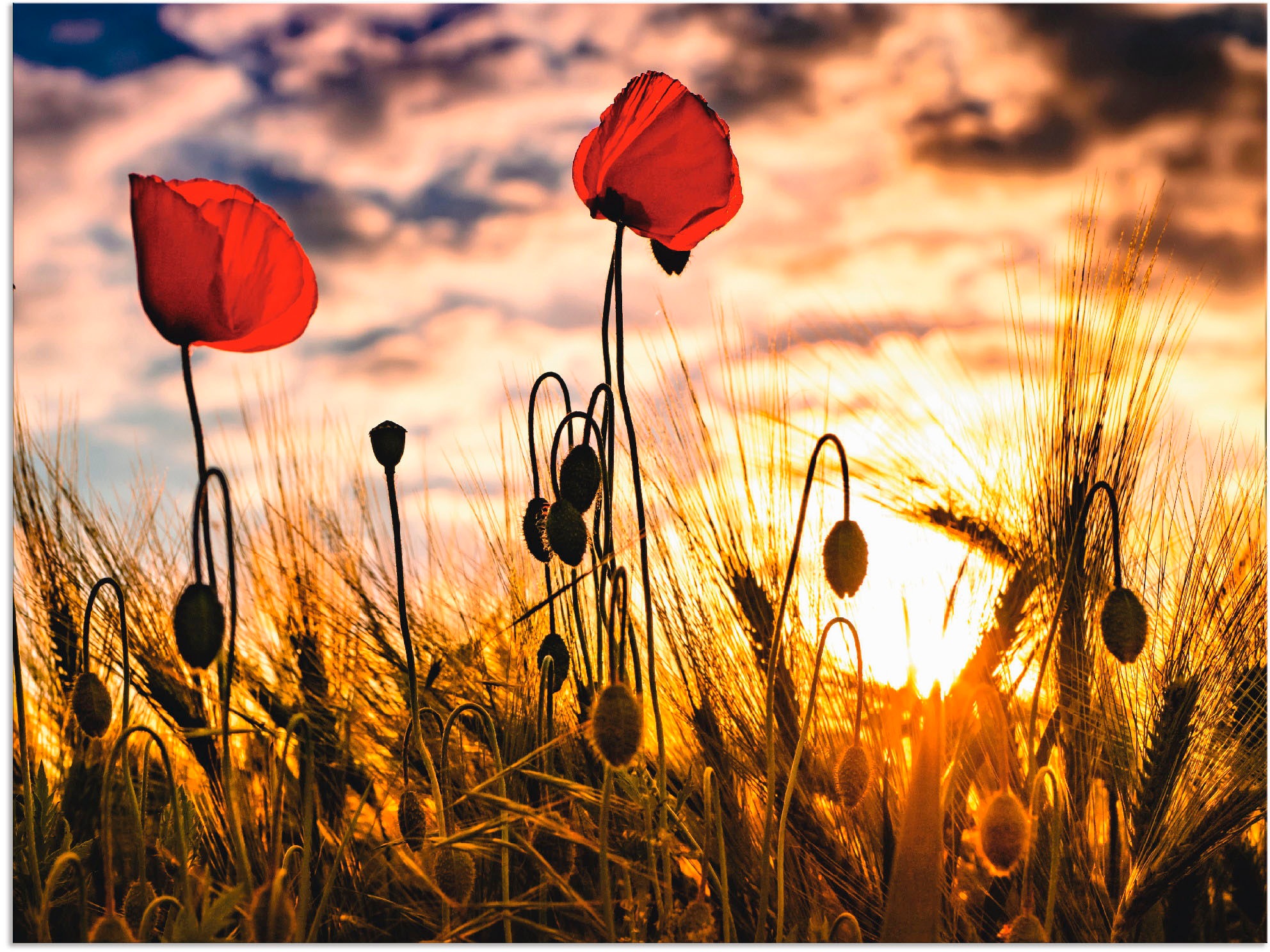 Artland Wandbild »Mohnblumen im Sonnenuntergang«, Blumen, (1 St.), in vielen Größen & Produktarten - Alubild / Outdoorbild für den Außenbereich, Leinwandbild, Poster, Wandaufkleber / Wandtattoo auch für Badezimmer geeignet