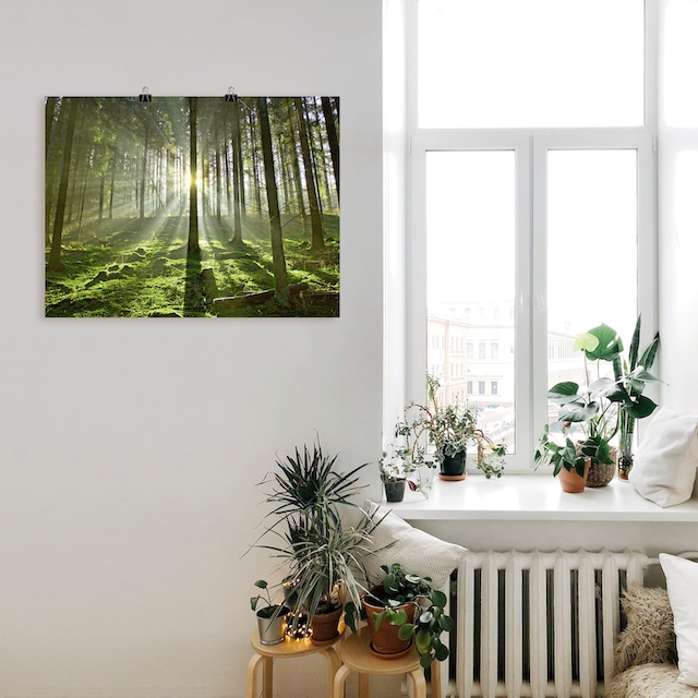Artland Wandbild »Wald im Gegenlicht«, Wald, (1 St.), als Alubild,  Leinwandbild, Wandaufkleber oder Poster in versch. Größen bei OTTO