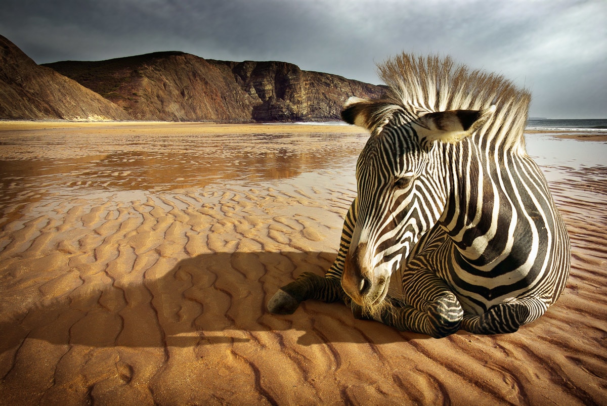 Fototapete »Strandzebra«