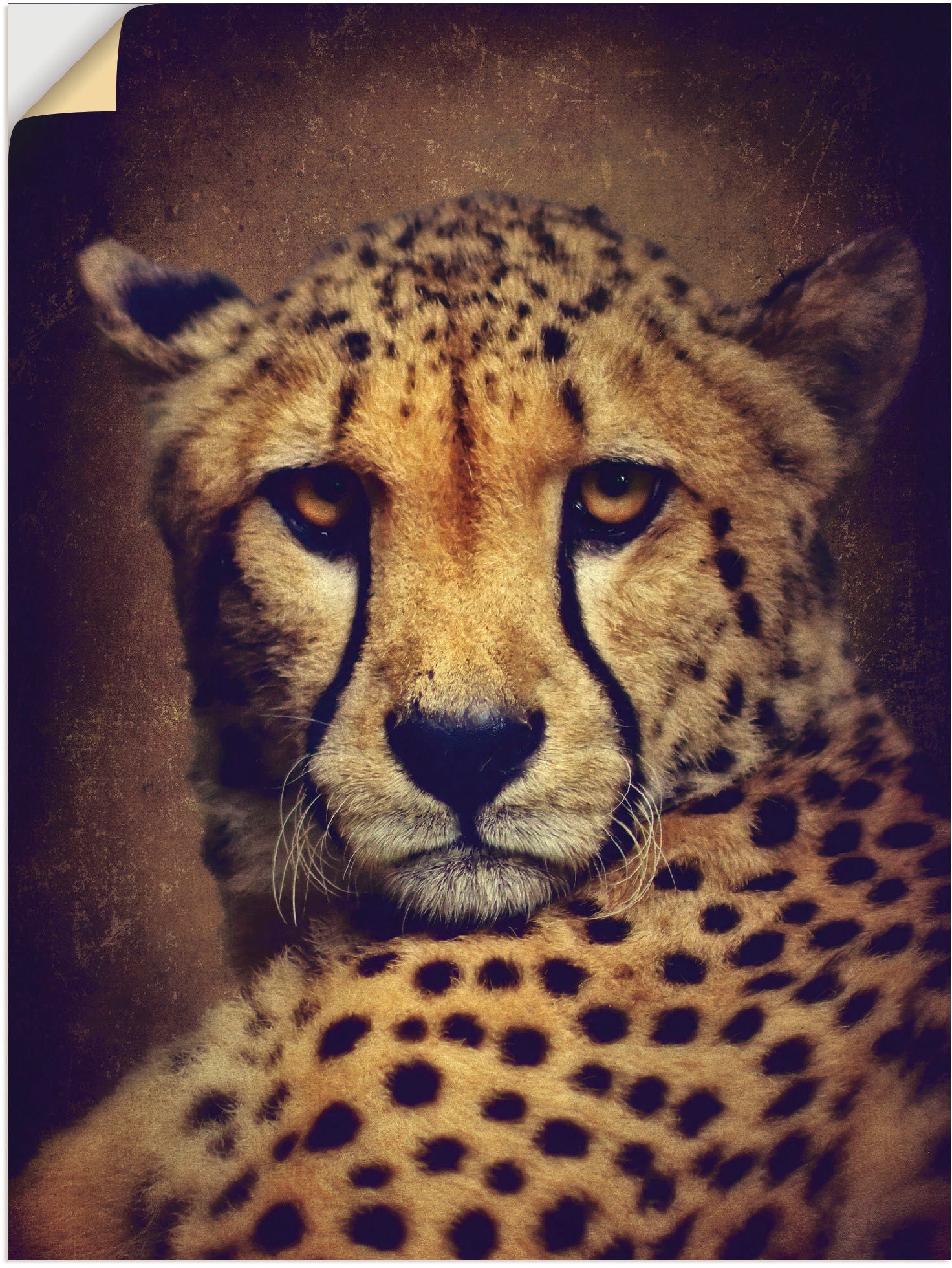 Artland Wandbild »Gepard«, OTTO Größen Wandaufkleber als in Wildtiere, (1 St.), oder Leinwandbild, Poster versch. bei
