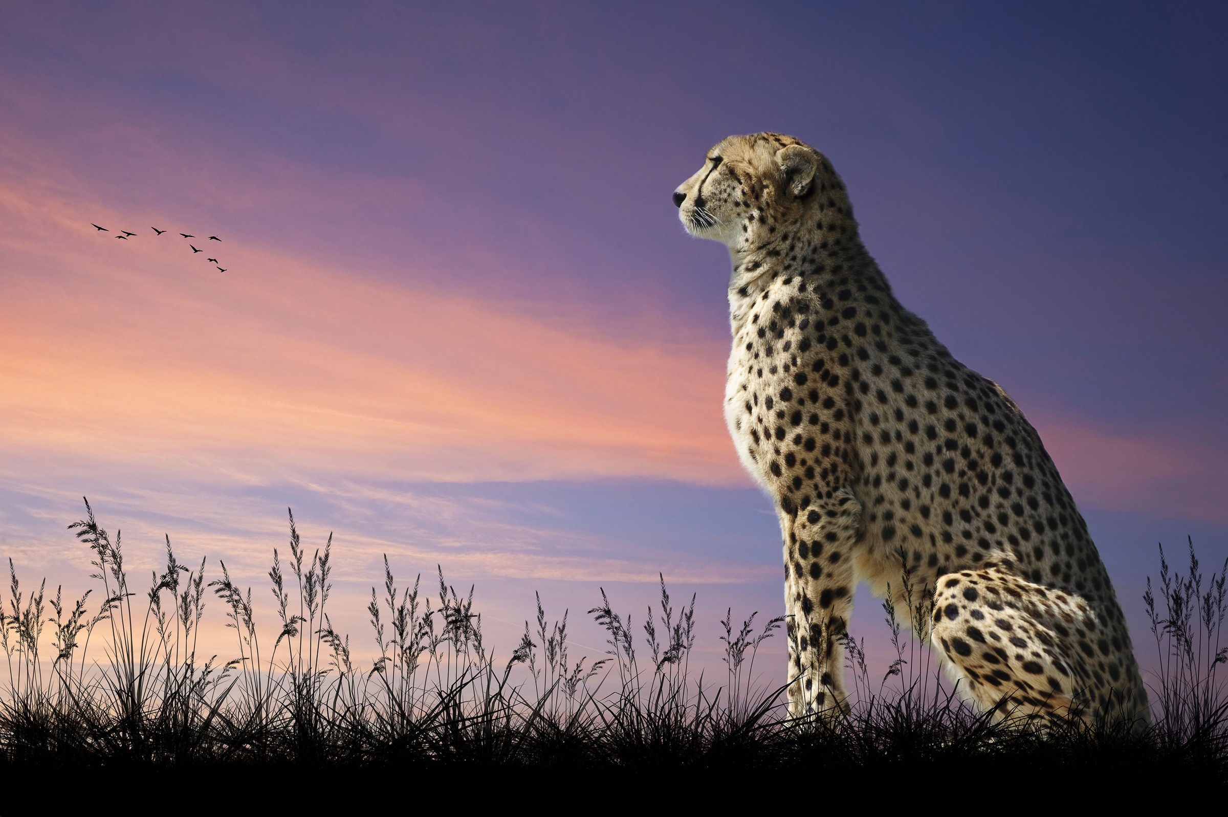 Papermoon Fototapete »GEPARD-NATUR LÖWE TIGER PUMA JAGUAR DSCHUNGEL TIERE XXL«