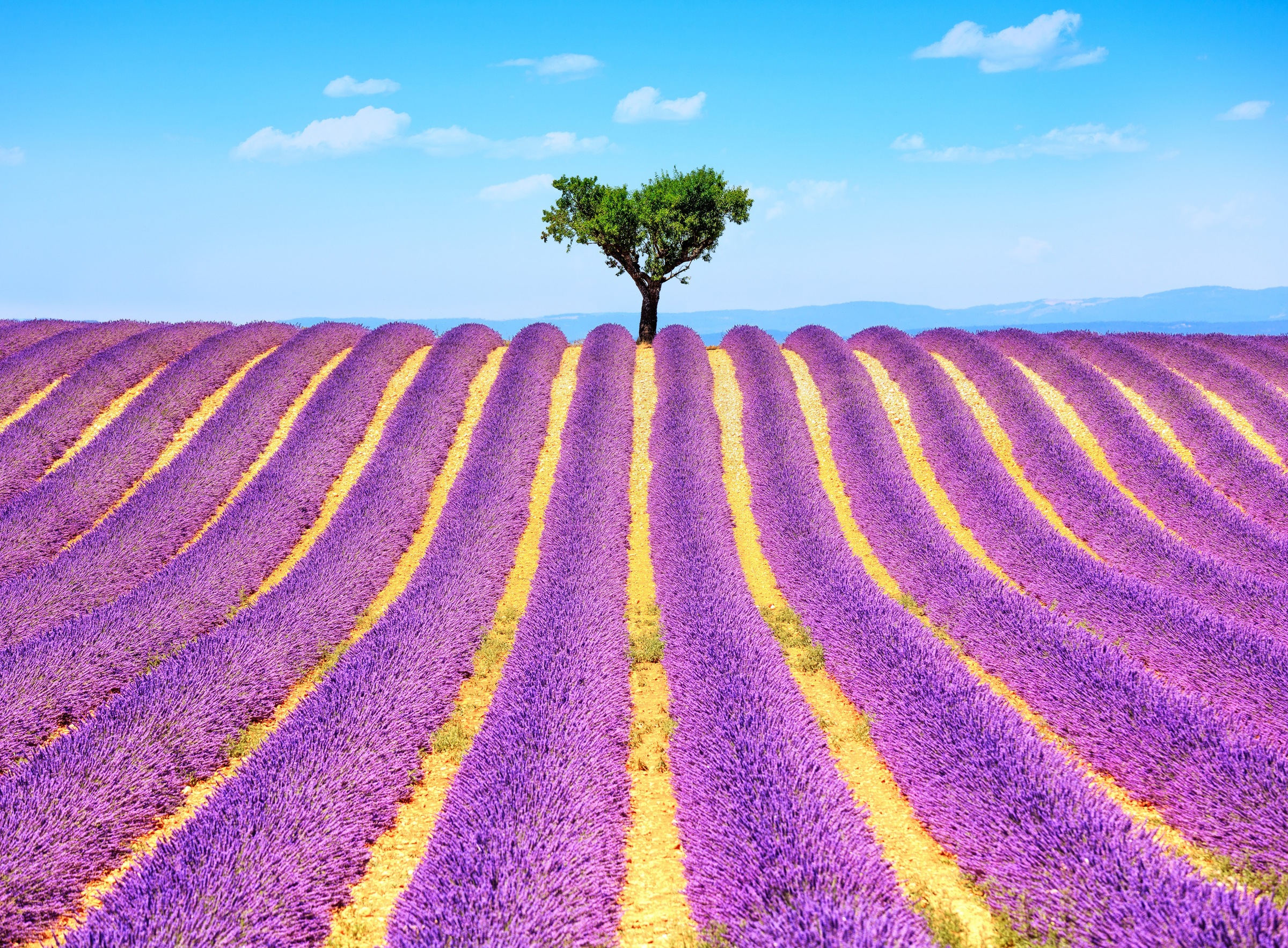 Papermoon Fototapete »Lavender in Provence«