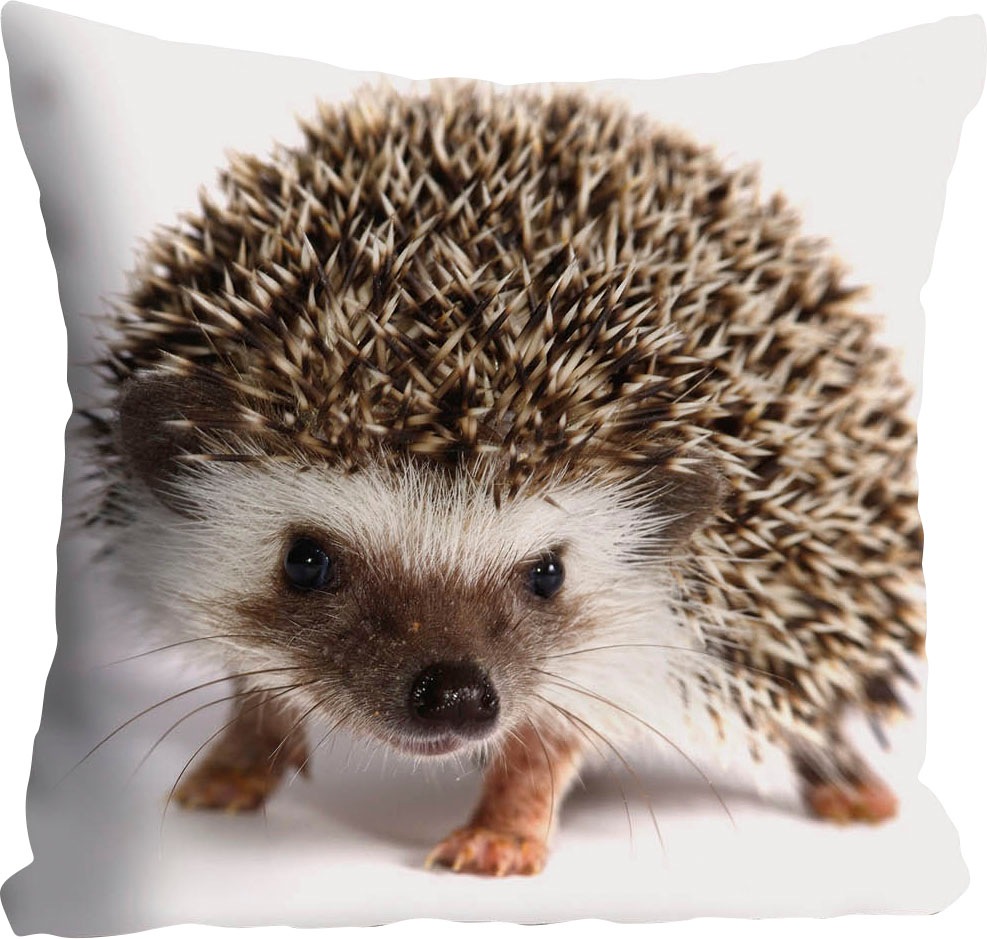 queence Kissenhülle »Veit«, (1 St.), mit knuffigem Igel