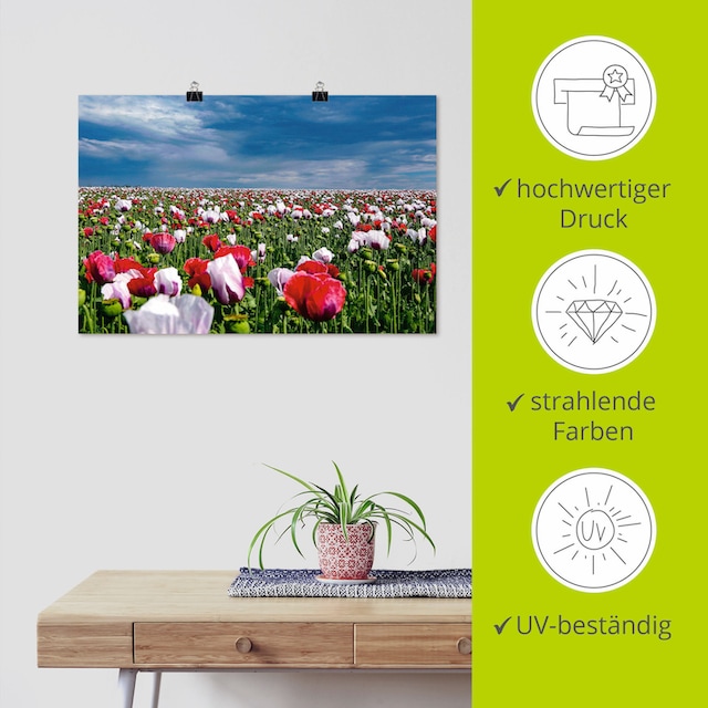 Artland Wandbild »Blühende Mohnblumen«, Blumenwiese, (1 St.), als Alubild,  Leinwandbild, Wandaufkleber oder Poster in versch. Größen online bei OTTO