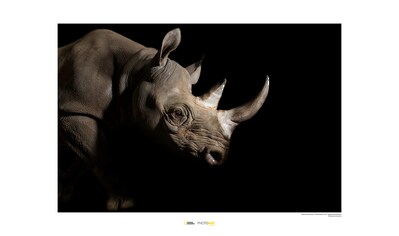 Komar Poster »Black Rhinoceros«, Tiere, Höhe: 30cm kaufen