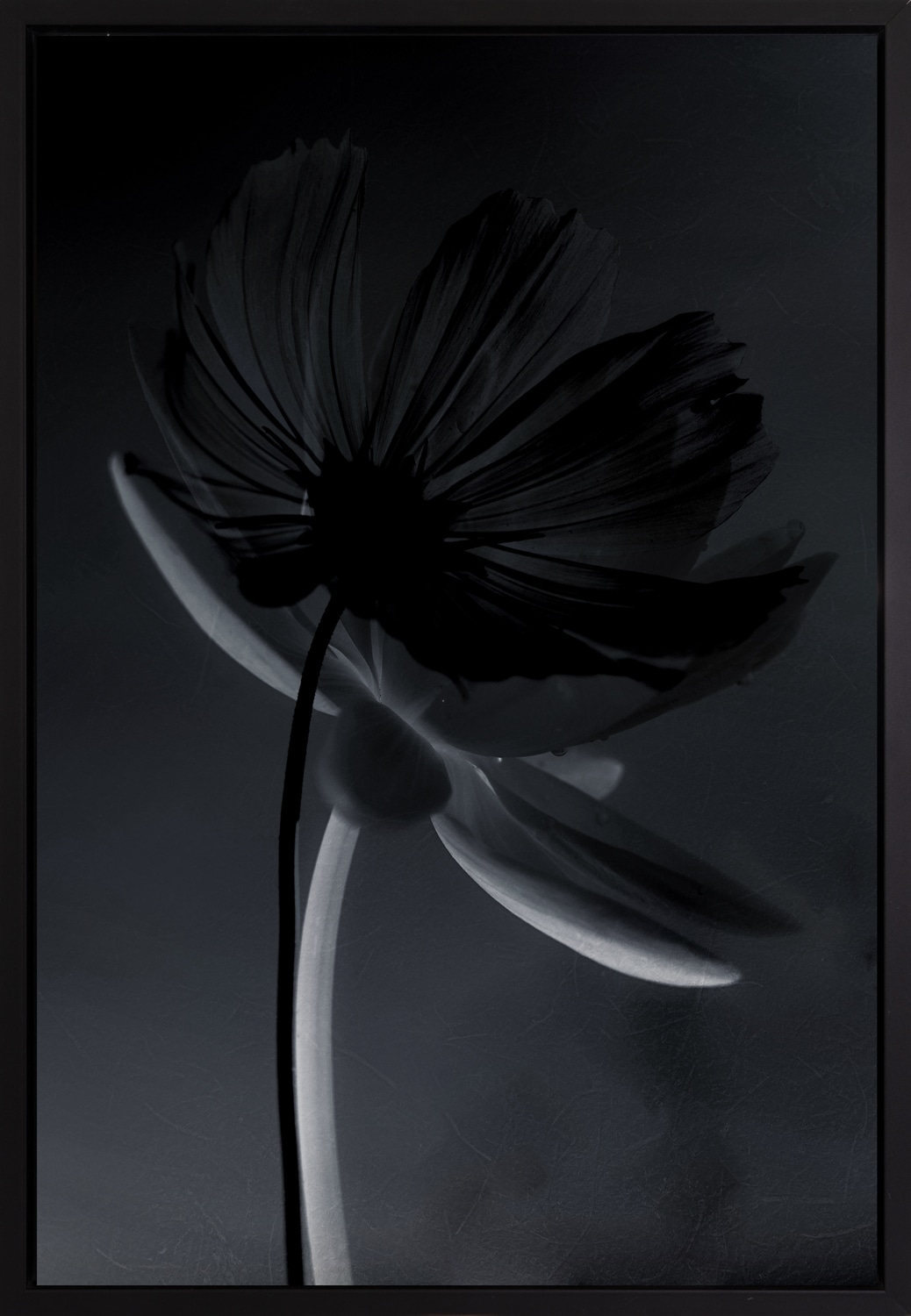 queence Leinwandbild »Blume Schwarz«, mit einem Schattenfugenrahmen veredelt