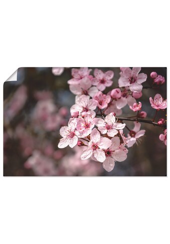 Artland Wandbild »Kirschblüten Nahaufnahme im Sonnenlicht«, Blumen, (1 St.), als... kaufen
