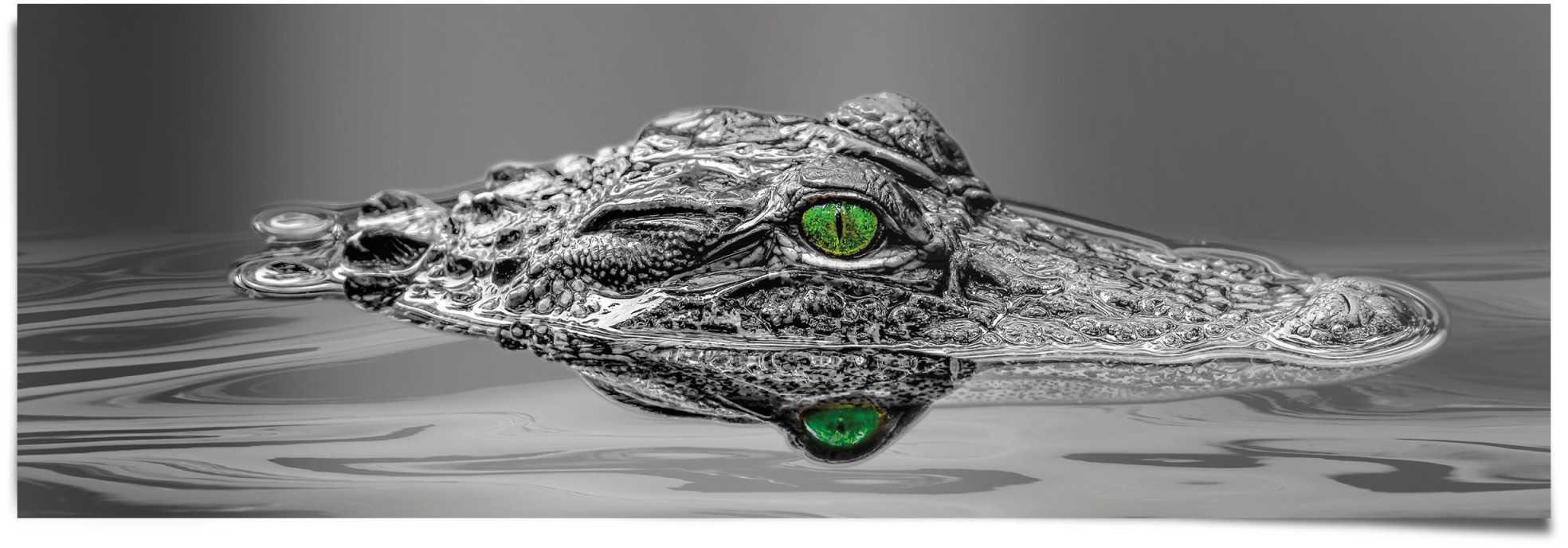 Reinders! Poster »Alligator Augen«, (1 St.)