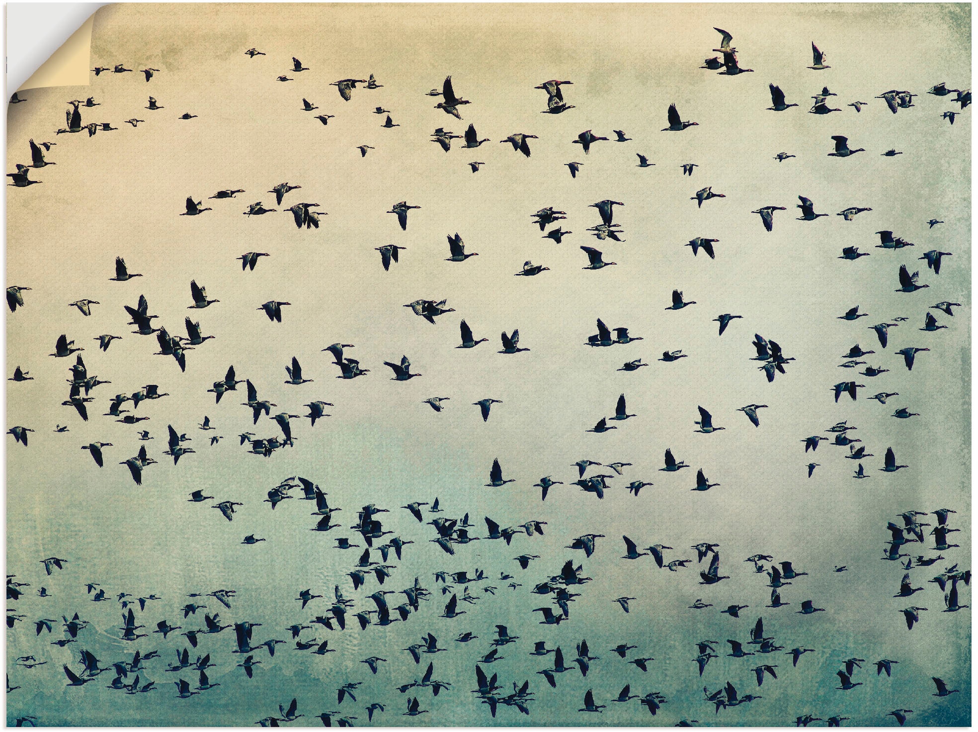 als versch. »Der Wandbild Wandaufkleber Flug«, Leinwandbild, in St.), Artland bei Vögel, Größen oder OTTO Poster (1
