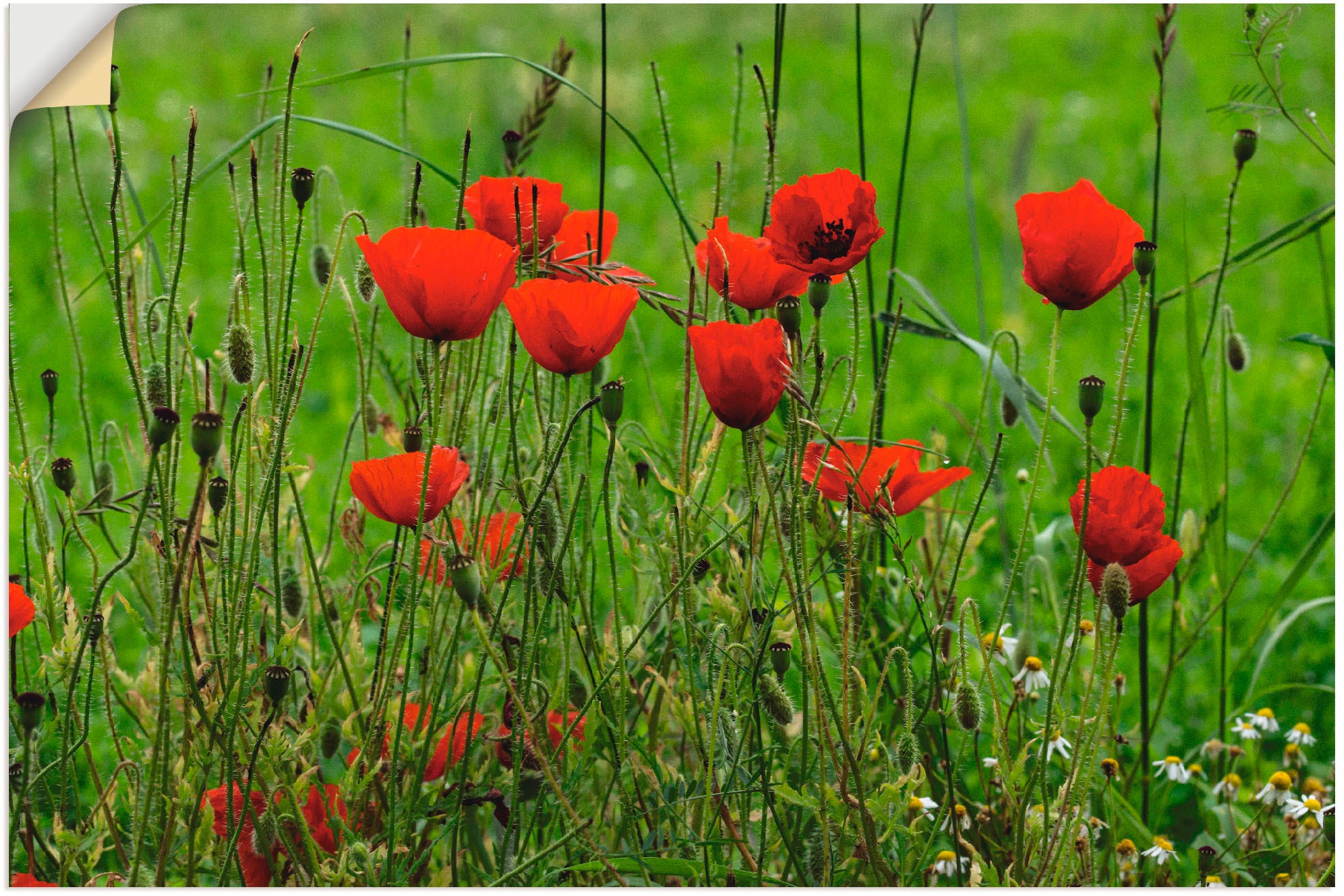 Wandfolie »Mohnblumen am Wegesrand«, Blumen, (1 St.), selbstklebend