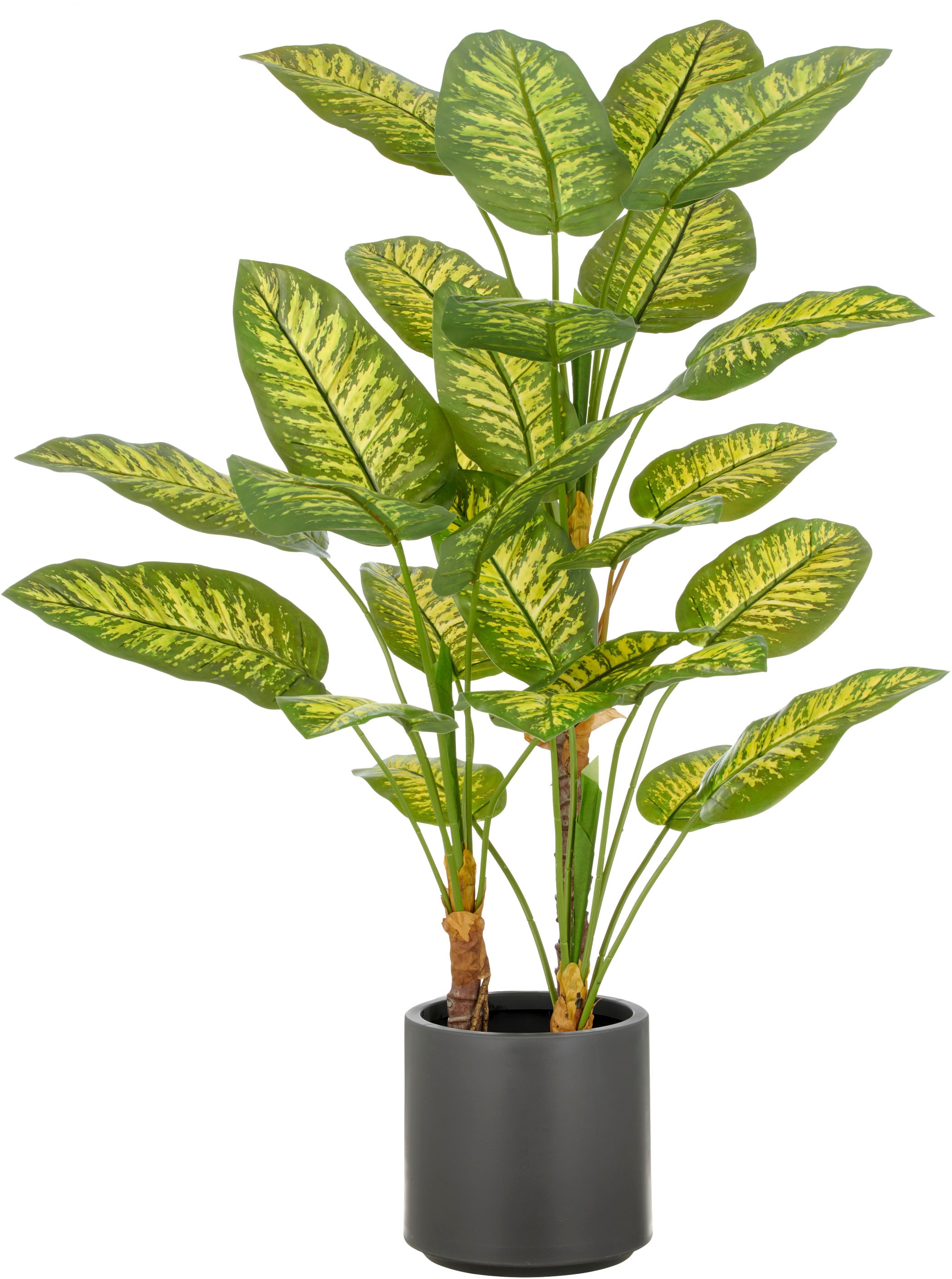 Creativ Green Kunstpflanze »Dieffenbachia« mit naturgetreuer Gestaltung, Größe B/H/L: 100 cm