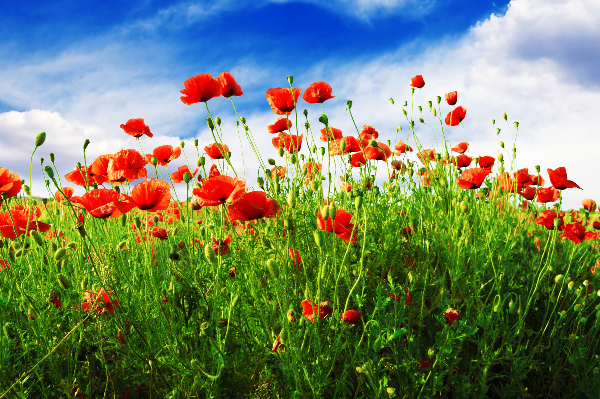 Papermoon Fototapete »Red Poppies«