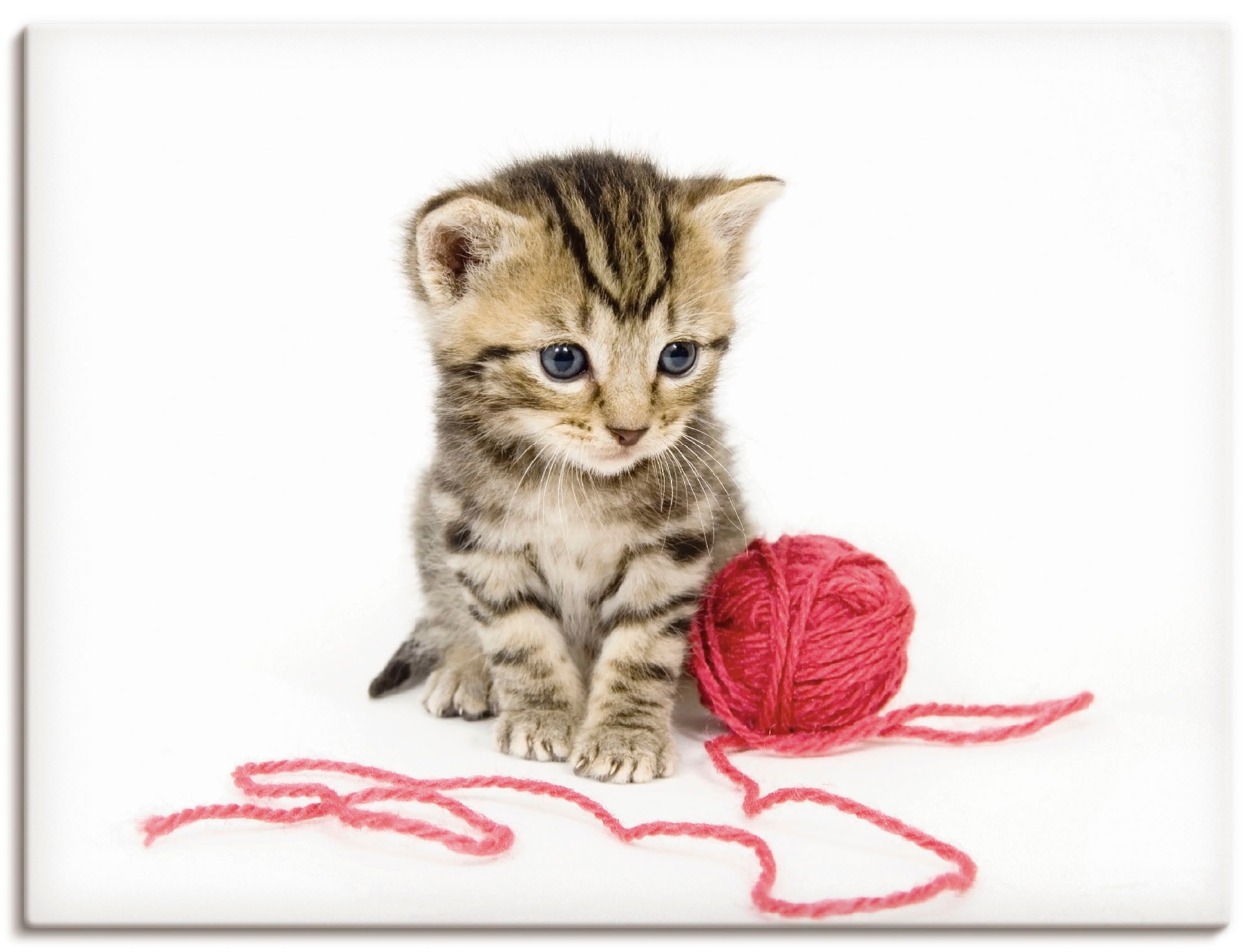 Artland Wandbild »Kätzchen mit rotem Garnball«, Haustiere, (1 St.), in vielen Größen & Produktarten - Alubild / Outdoorbild für den Außenbereich, Leinwandbild, Poster, Wandaufkleber / Wandtattoo auch für Badezimmer geeignet