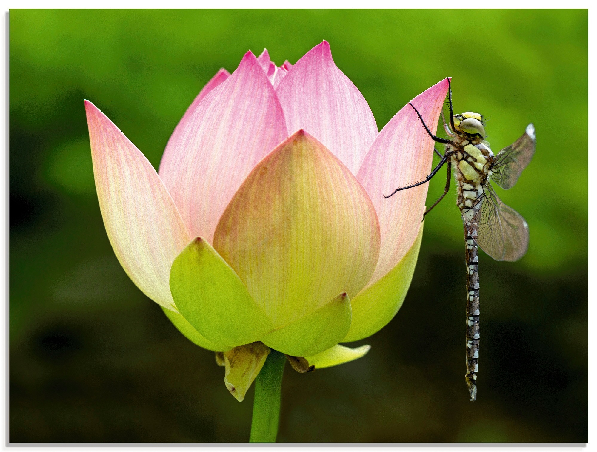 Artland Glasbild »Libelle an Lotos«, Blumen, (1 St.)