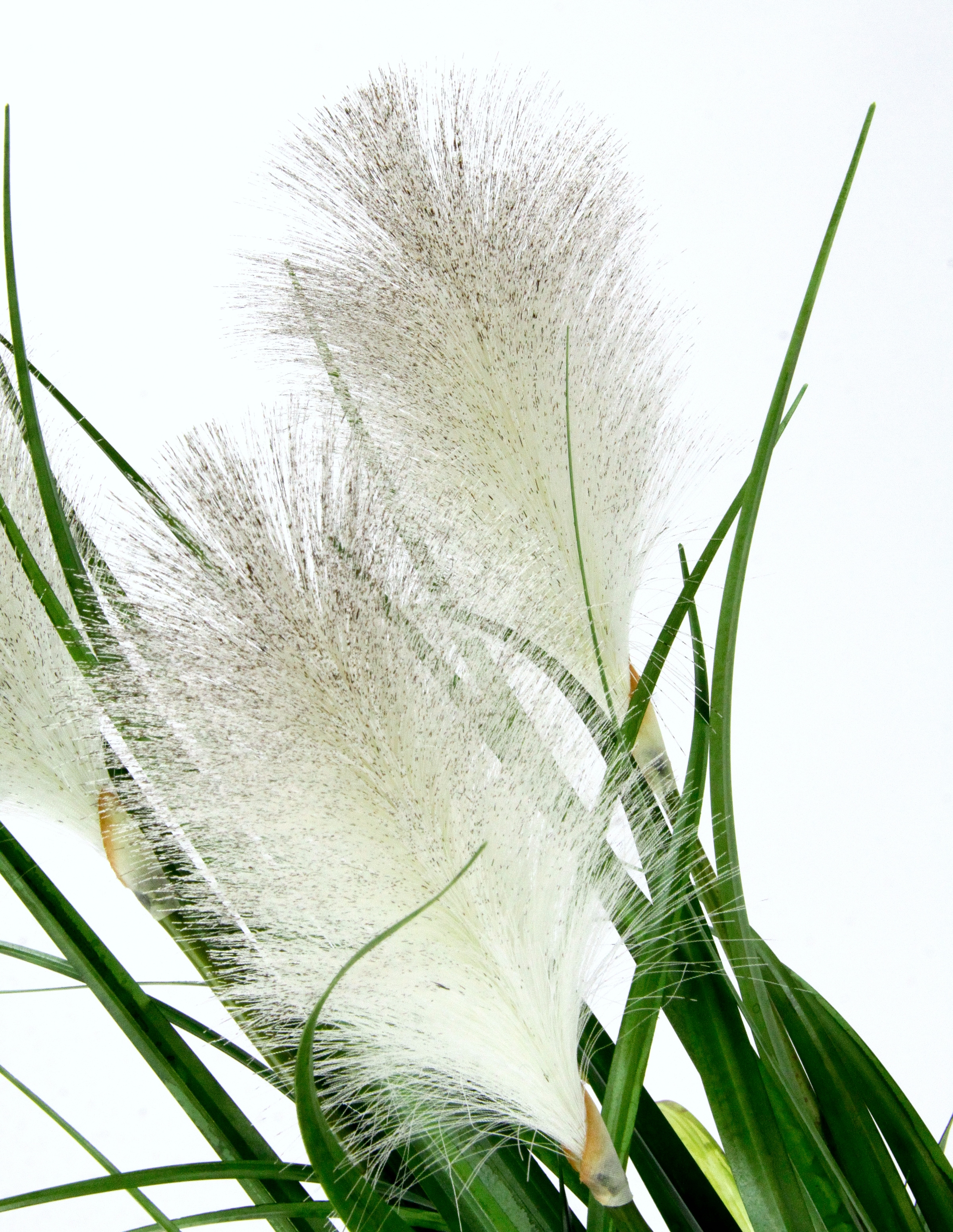 I.GE.A. Kunstpflanze »Pampasgras« Mit Übertopf, künstliches Pampas Gras