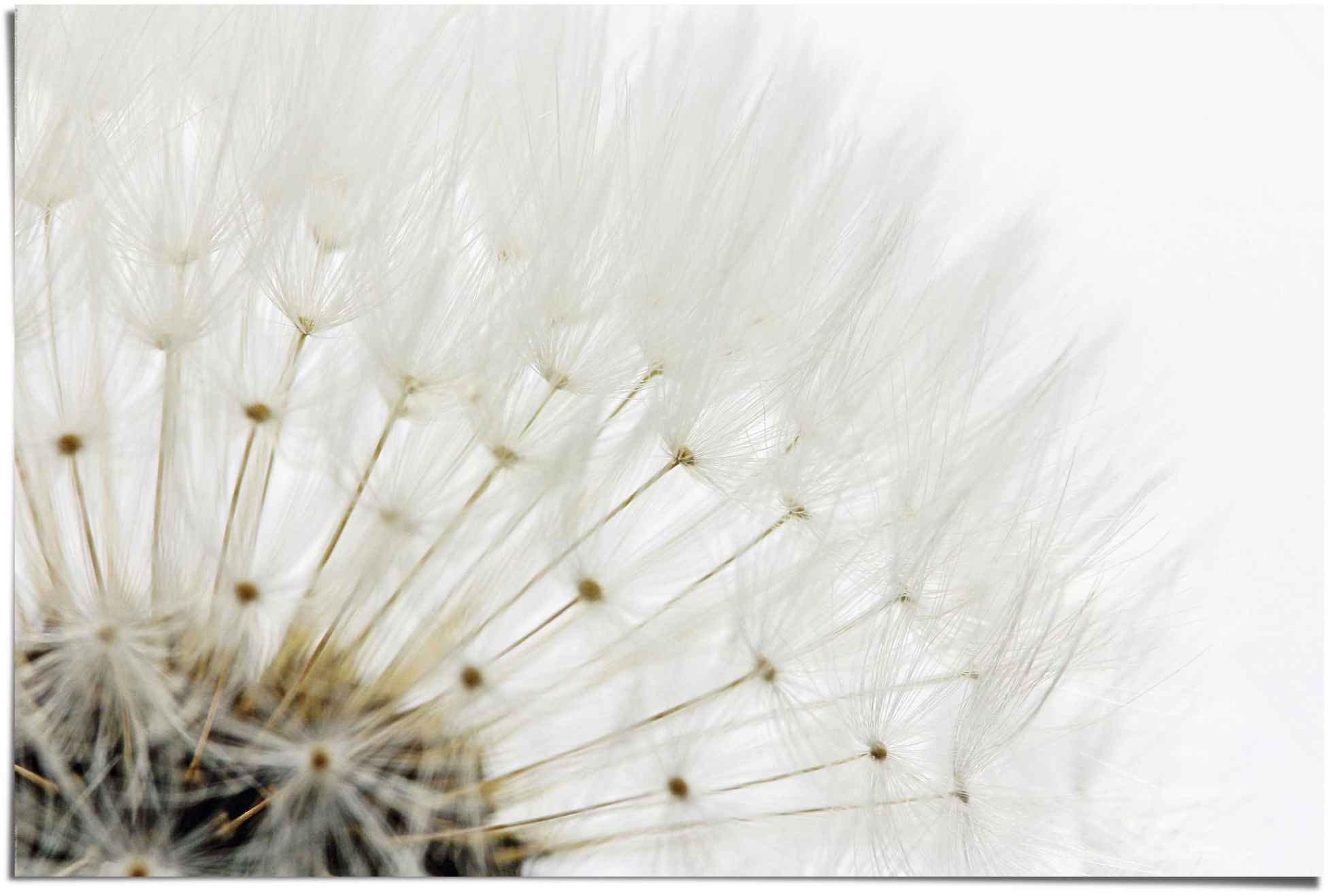 Reinders! Poster »Pusteblume Weiß«, (1 St.)
