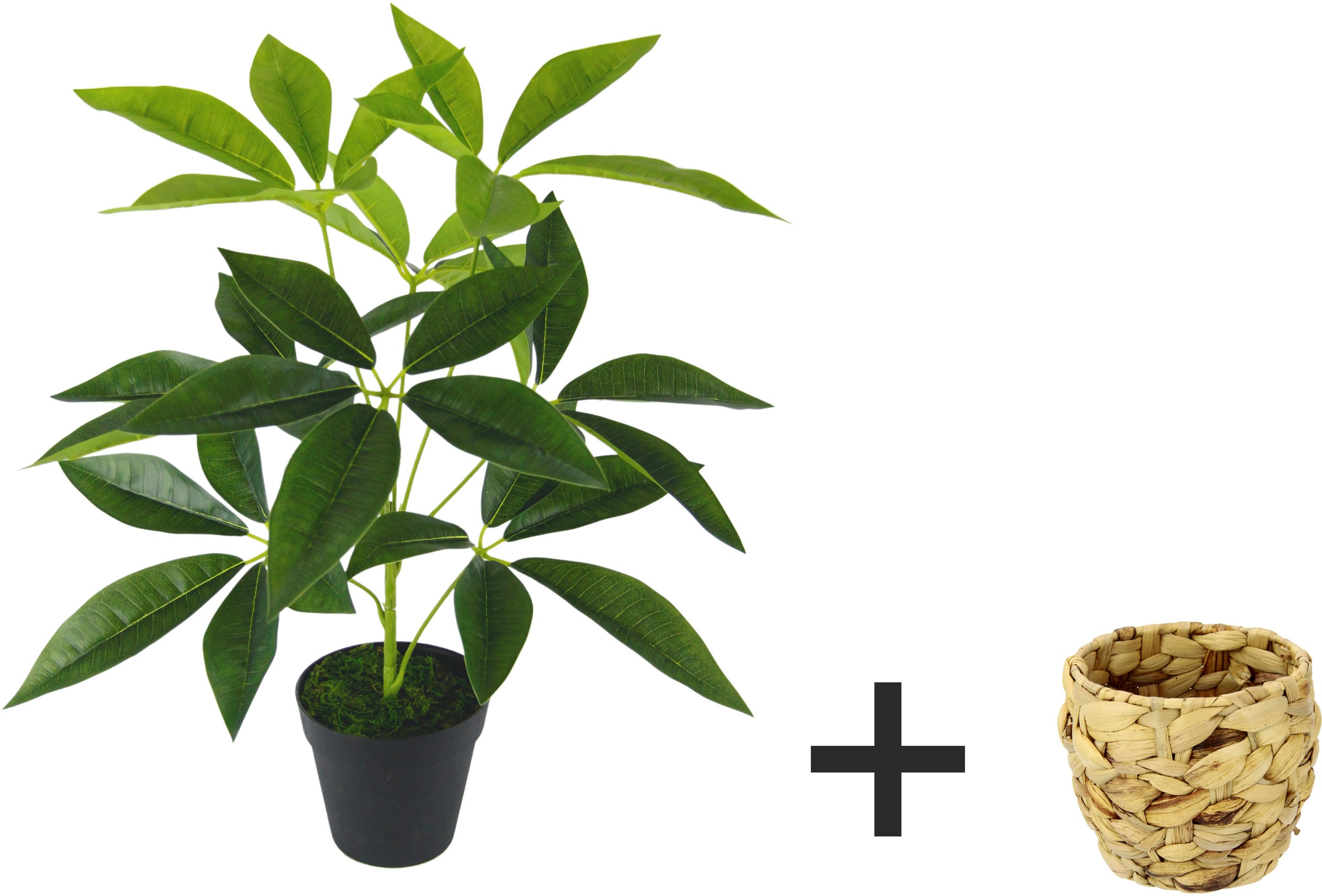 I.GE.A. Kunstpflanze »Schefflera«, Mit Übertopf Künstliche Seidenblumen  bestellen im OTTO Online Shop