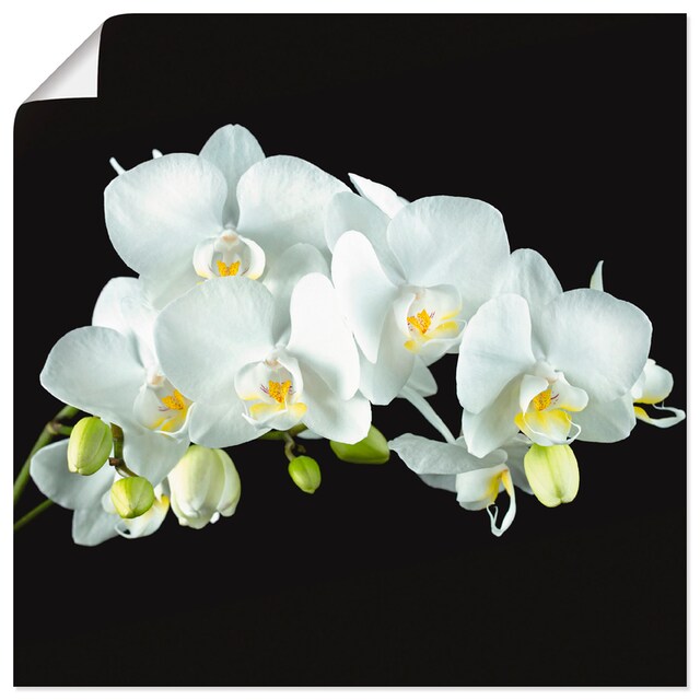 Artland Wandbild »Weiße Orchidee auf schwarzem Hintergrund«, Blumen, (1 St.),  als Alubild, Leinwandbild, Wandaufkleber oder Poster in versch. Größen  online bei OTTO