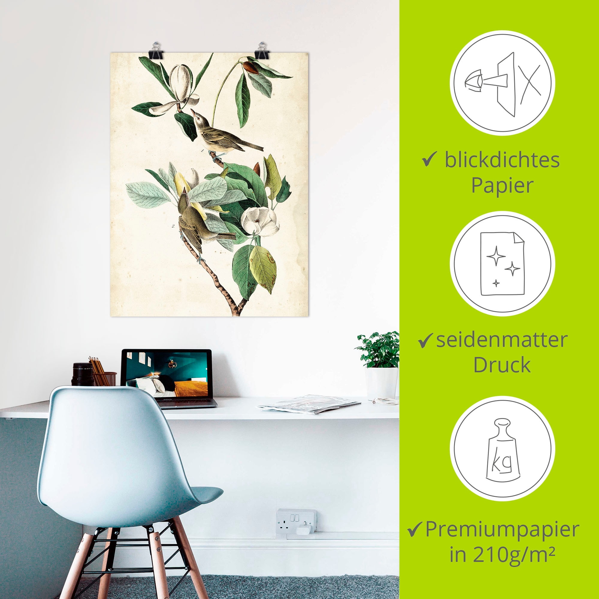 Artland Poster »Sängervireo«, Vögel, (1 St.), als Alubild, Leinwandbild, Wandaufkleber oder Poster in versch. Größen