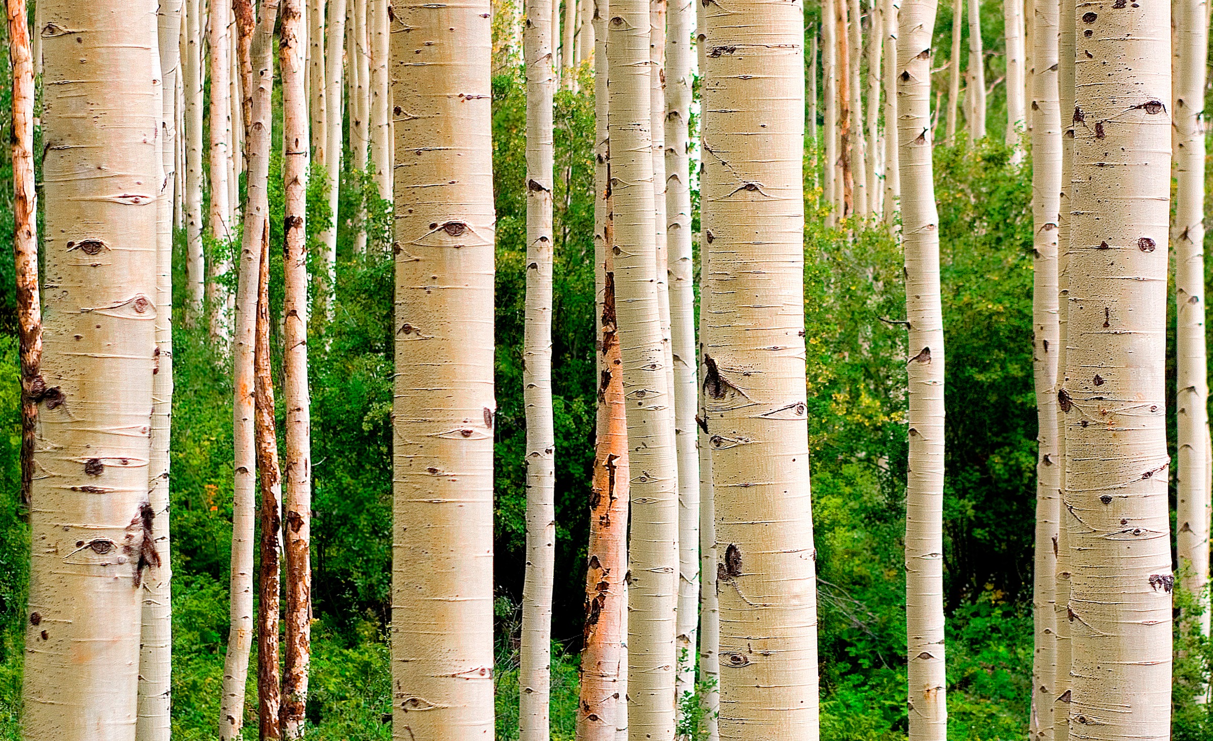 Papermoon Fototapete »Aspen Woods in Summer«