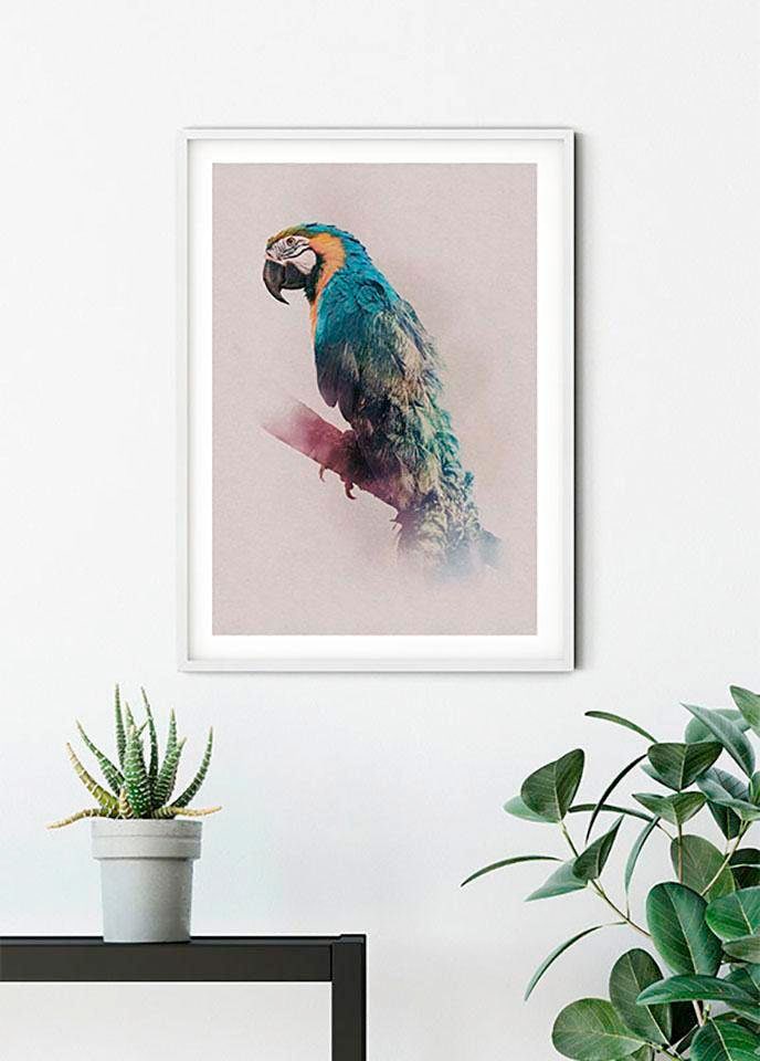 Komar Poster »Animals Paradise Parrot«, Tiere, (Packung, 1 St.),  Kinderzimmer, Schlafzimmer, Wohnzimmer bestellen im OTTO Online Shop