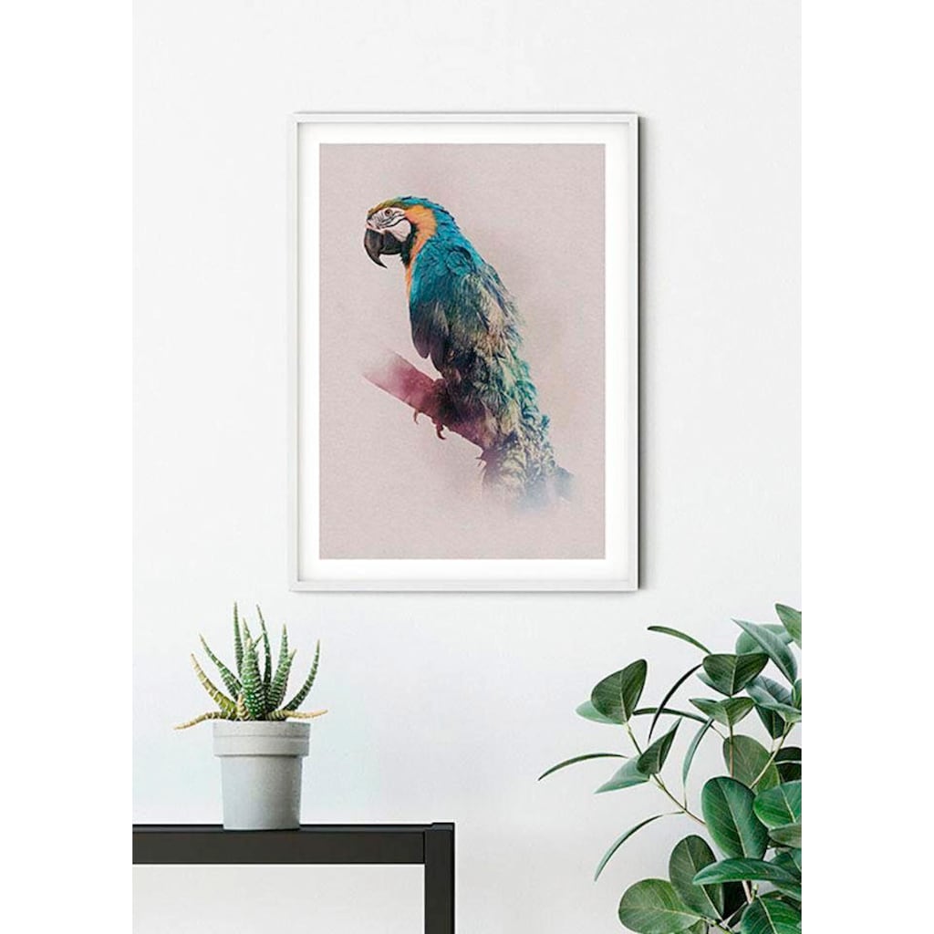 Komar Poster »Animals Paradise Parrot«, Tiere, (1 St.), Kinderzimmer, Schlafzimmer, Wohnzimmer