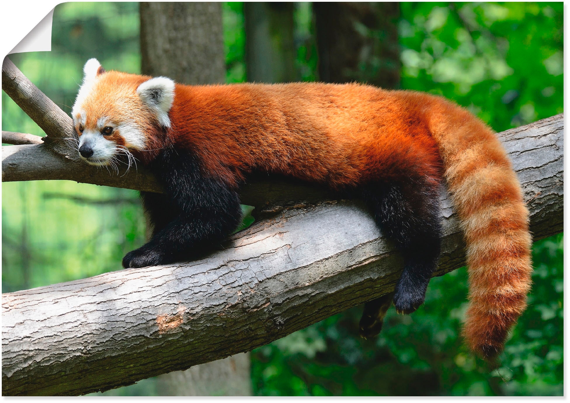 oder versch. Panda«, Wildtiere, St.), (1 Artland OTTO Leinwandbild, online bei als Wandbild in Poster Größen »Roter bestellen Alubild, Wandaufkleber