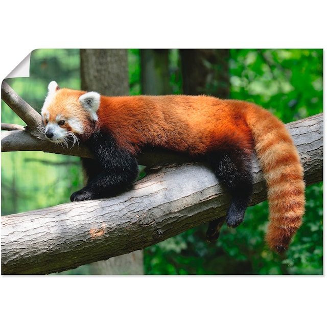Artland Wandbild »Roter Panda«, Wildtiere, (1 St.), als Alubild,  Leinwandbild, Wandaufkleber oder Poster in versch. Größen bestellen online  bei OTTO
