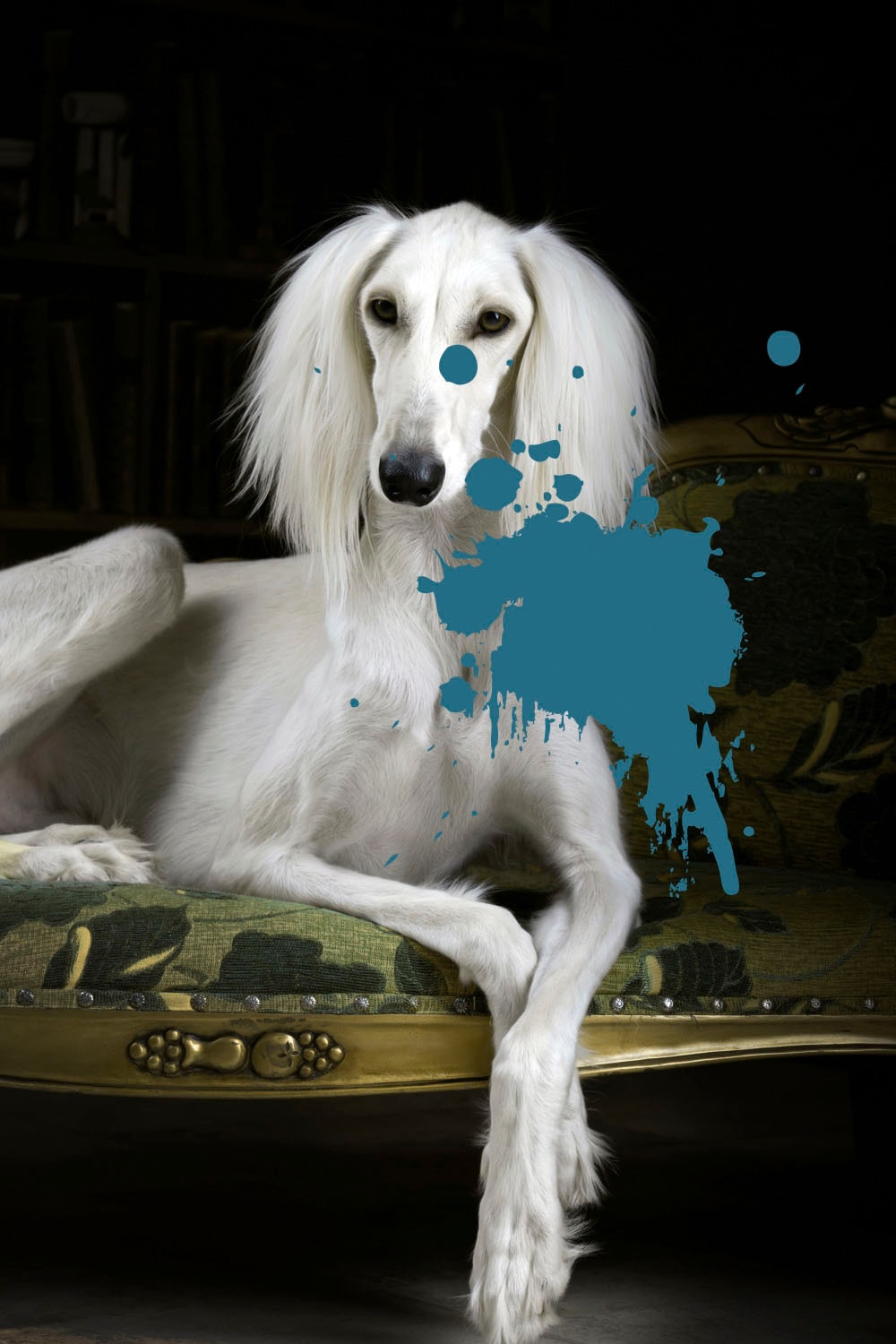 Acrylglasbild »Hund«