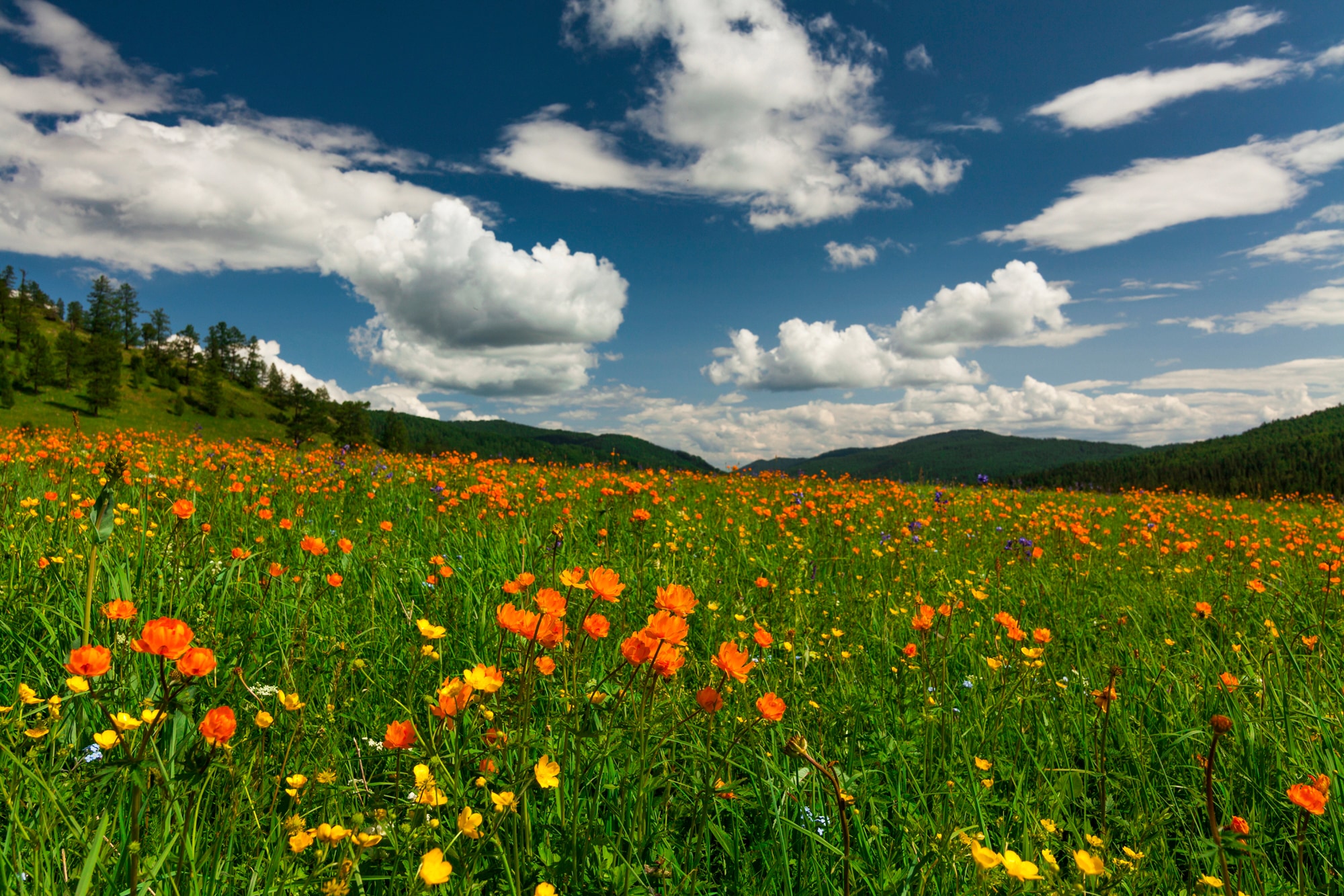 Papermoon Fototapete »BLUMEN-WIESE-TROLLBLUMEN GEBIRGE WALD FELD WOLKEN SONNE«