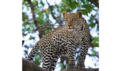 Fototapete »Leopard auf dem Baum«