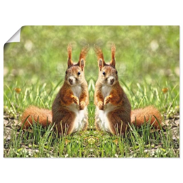 Artland Wandbild »Rote Eichhörnchen Zwillinge«, Wildtiere, (1 St.), als  Leinwandbild, Poster in verschied. Größen im OTTO Online Shop
