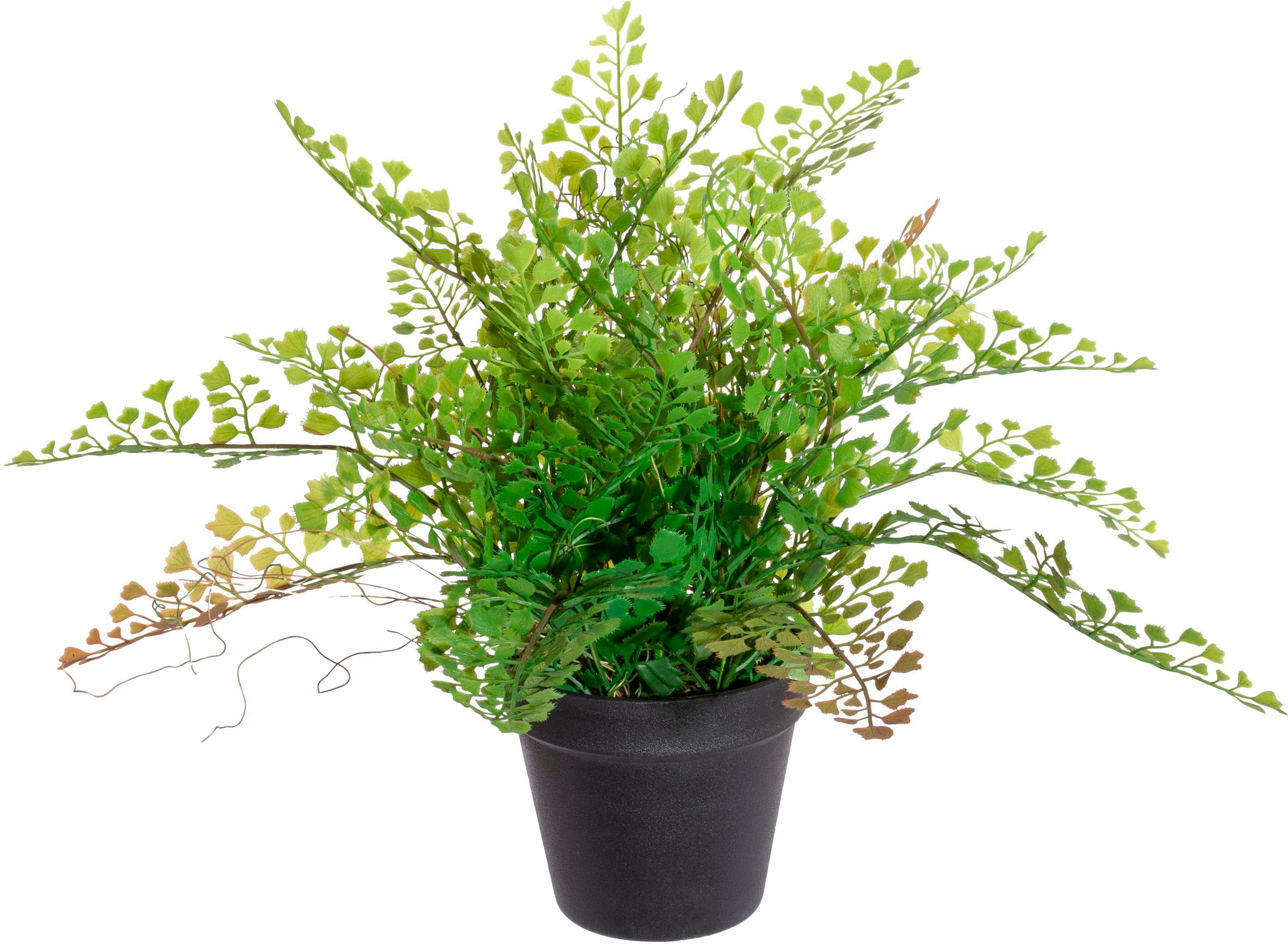 Shop kaufen Online green Künstliche im »Adianthumfarn« OTTO Creativ Zimmerpflanze