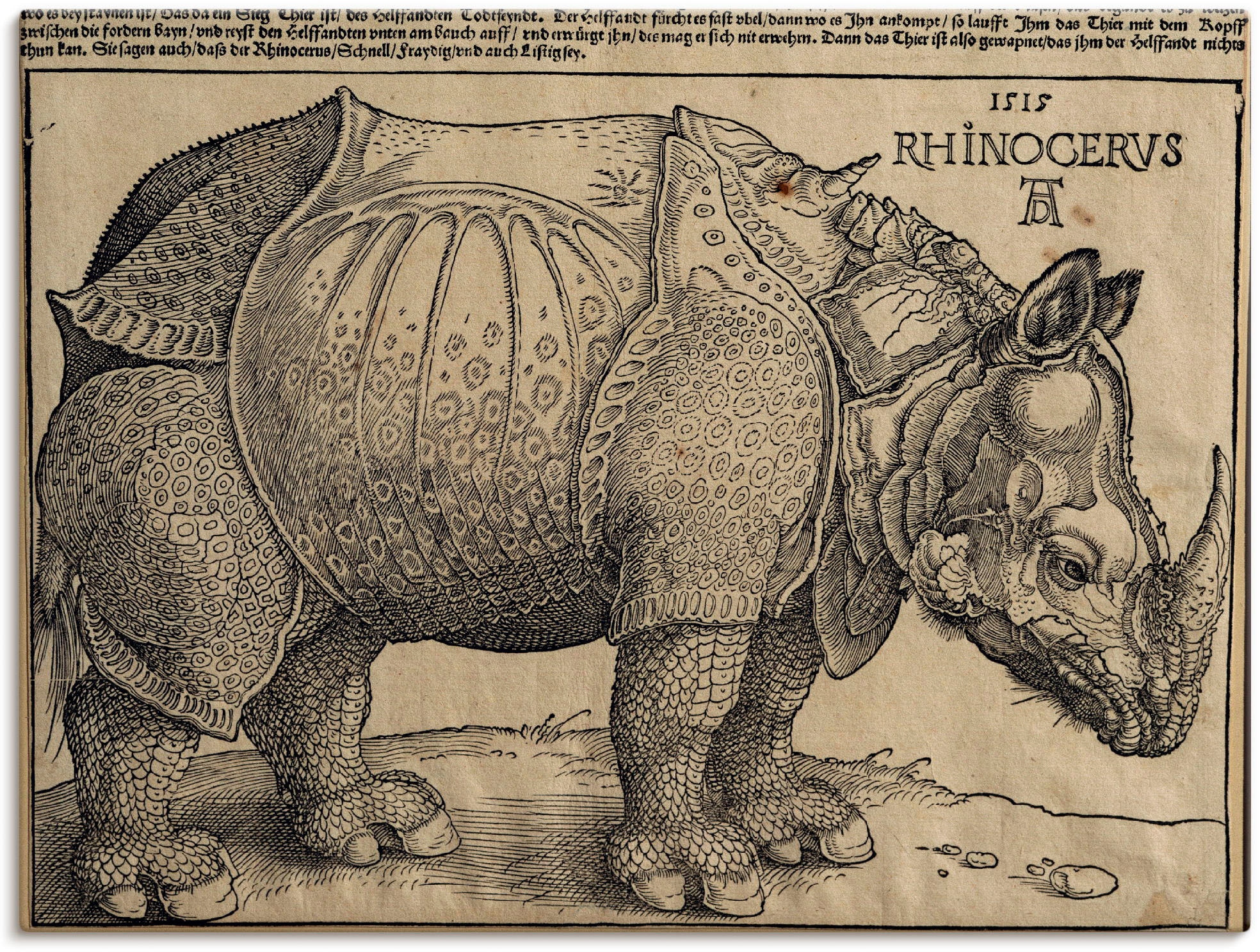 St.), König Wildtiere, 1515. online OTTO Größen bei Leinwandbild, Wandbild in Emanuel.«, oder Für als Wandaufkleber versch. (1 Artland Poster »Nashorn.