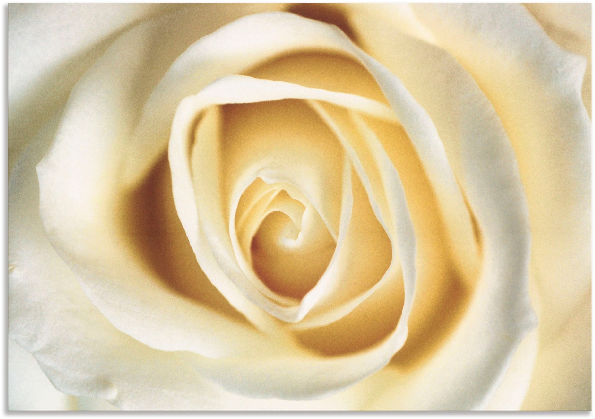 Artland Wandbild »Weiße Rose«, Blumen, (1 St.), als Alubild, Outdoorbild, Leinwandbild in verschied. Größen
