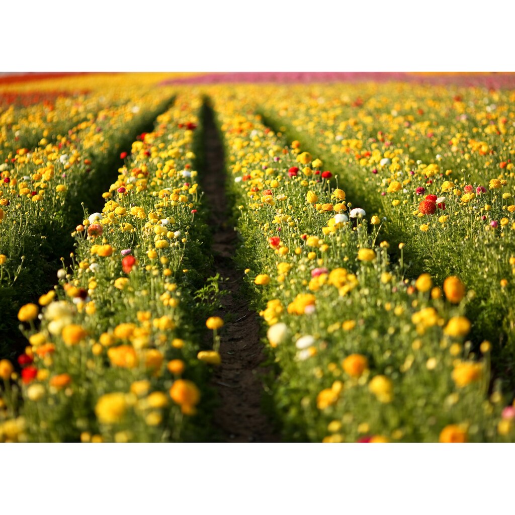 Papermoon Fototapete »Flower Field in San Diego«