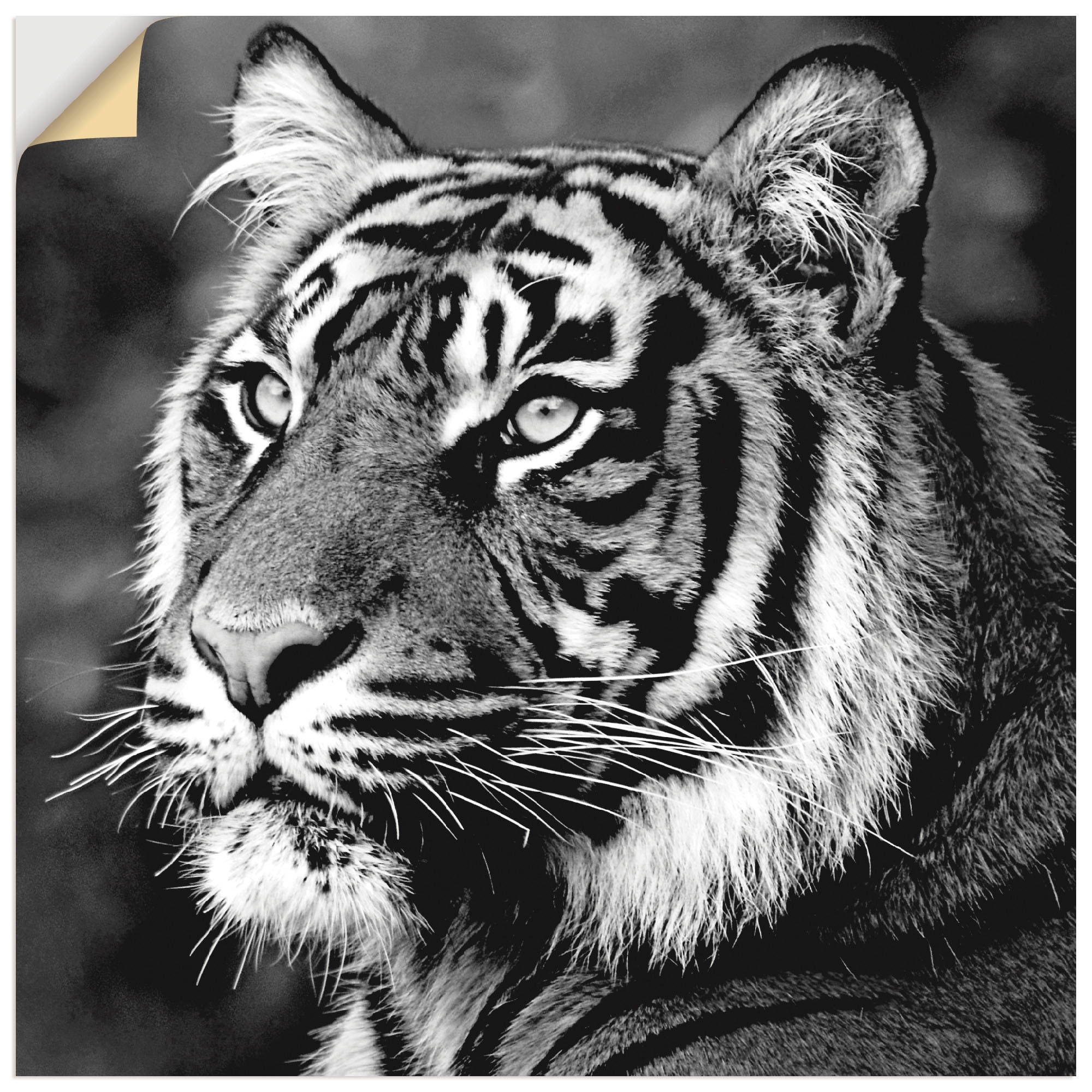 Wandbild »Tiger«, Wildtiere, (1 St.), als Leinwandbild, Poster, Wandaufkleber in...