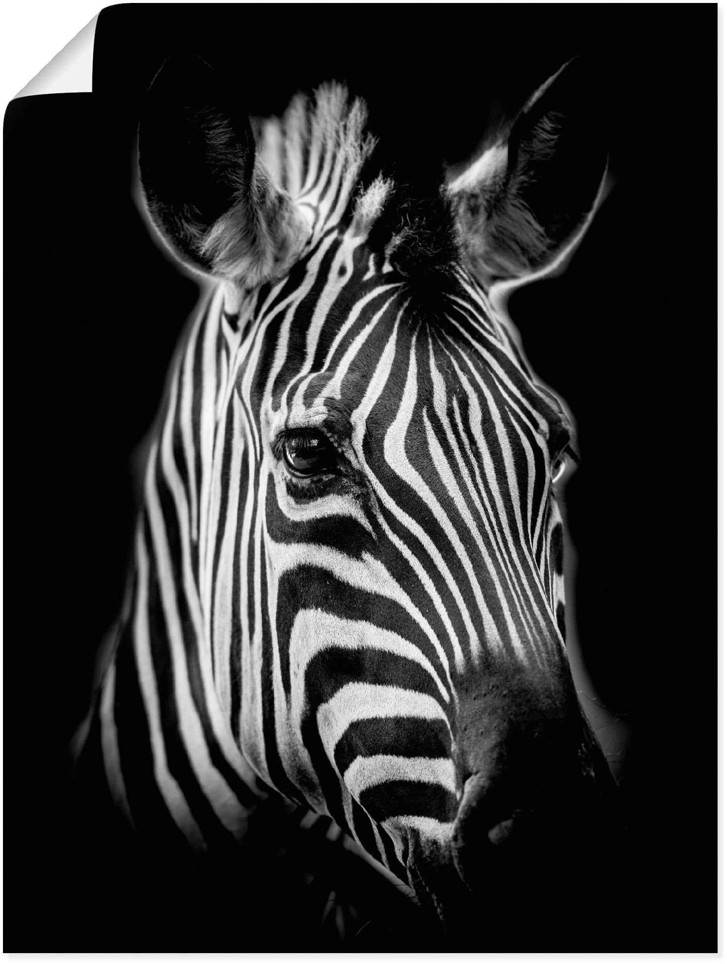 Wandbild »Zebra«, Zebra Bilder, (1 St.), als Alubild, Outdoorbild, Leinwandbild,...