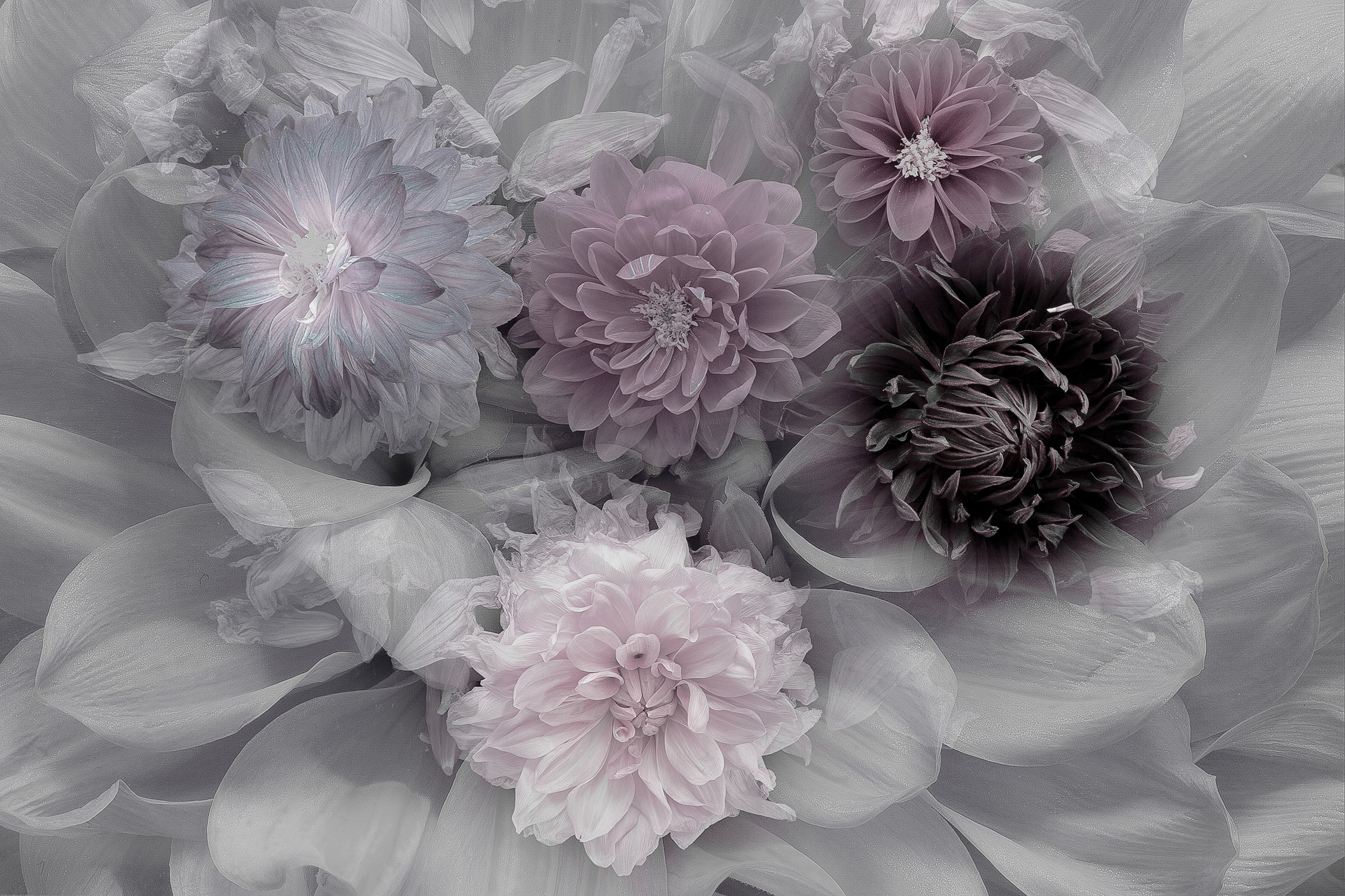 Fototapete »Photo-Art INGE SCHUSTER, DAHLIA DREAM«