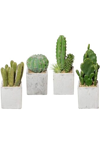 Creativ green Kunstkaktus »Kaktus«, (4 St.), 4er Set, im Zementtopf kaufen