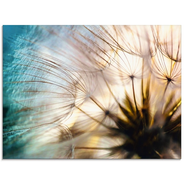 Artland Glasbild »Pusteblume Makro abstrakt«, Blumen, (1 St.), in  verschiedenen Größen bestellen im OTTO Online Shop