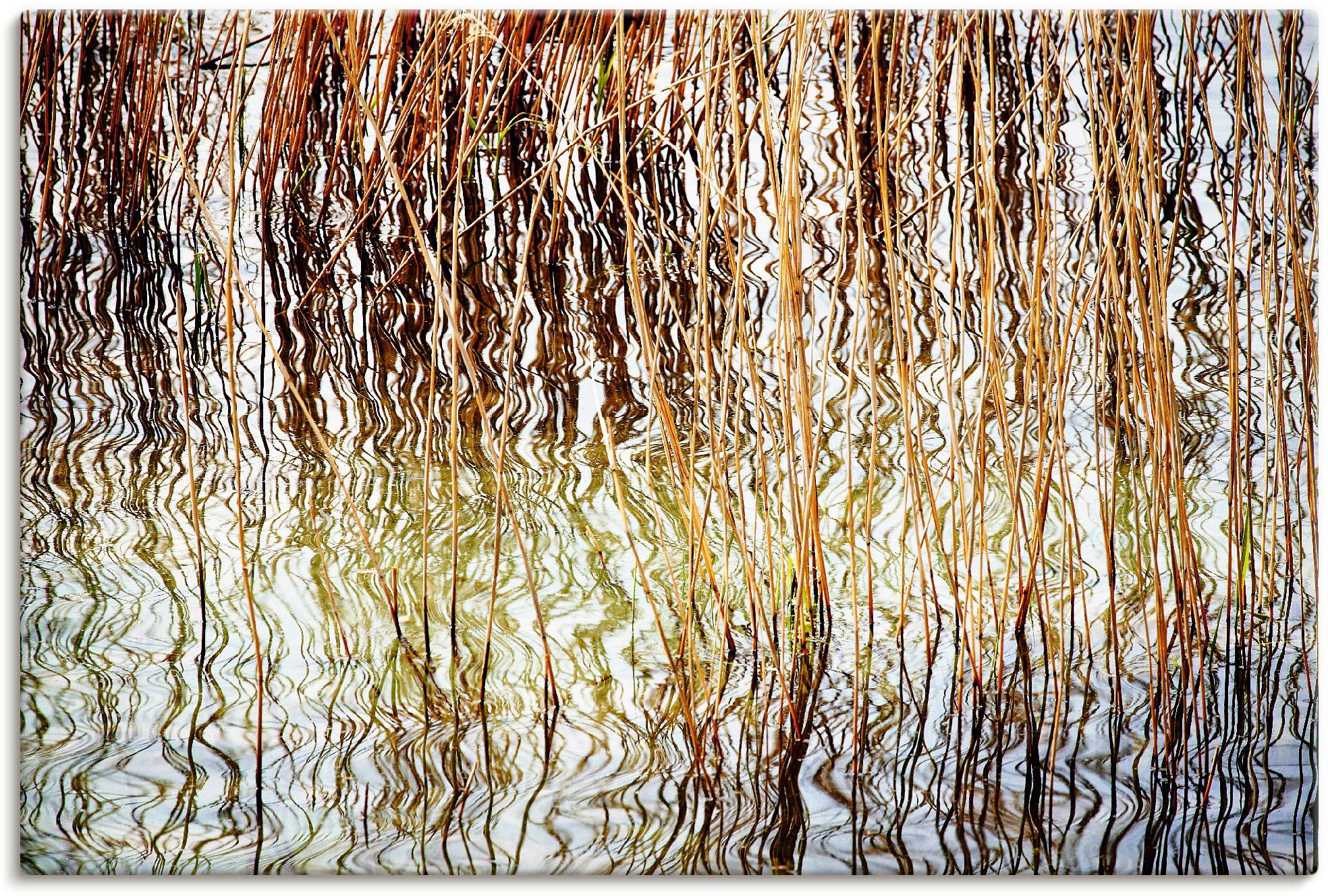 Artland Leinwandbild »Schilfrohr«, Gräser, (1 St.), auf Keilrahmen gespannt