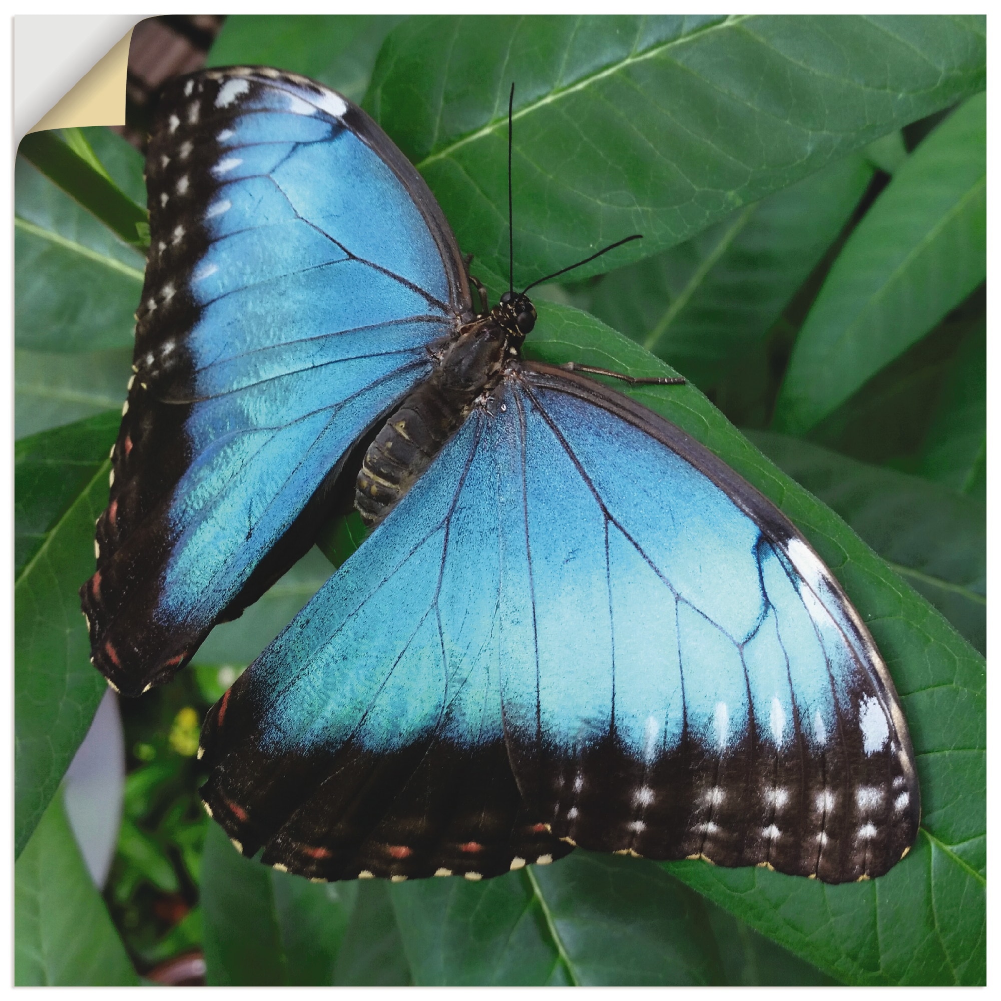 Artland Wandbild »Schmetterling in der Freien Natur«, Insekten, (1 St.), in vielen Größen & Produktarten - Alubild / Outdoorbild für den Außenbereich, Leinwandbild, Poster, Wandaufkleber / Wandtattoo auch für Badezimmer geeignet