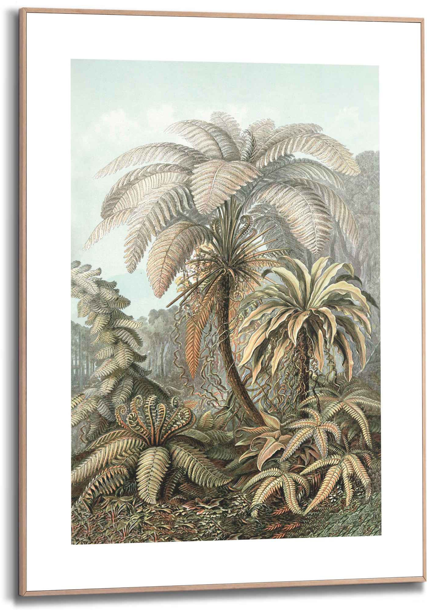 Reinders! Bild »Gerahmtes Bild Filicina Ernst Haeckel - Dschungel - Botanisch - Palmen«, Pflanzen, (1 St.)
