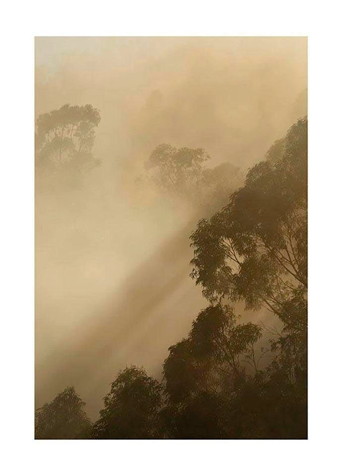Komar Bild »Golden Light« Natur 1 Stk. tlg. Wandbild zur Dekoration - ohne Rahmen