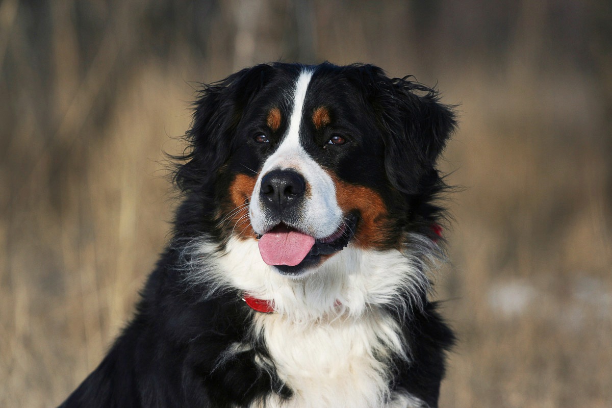 Papermoon Fototapete »Hund, Berner Sennenhund«