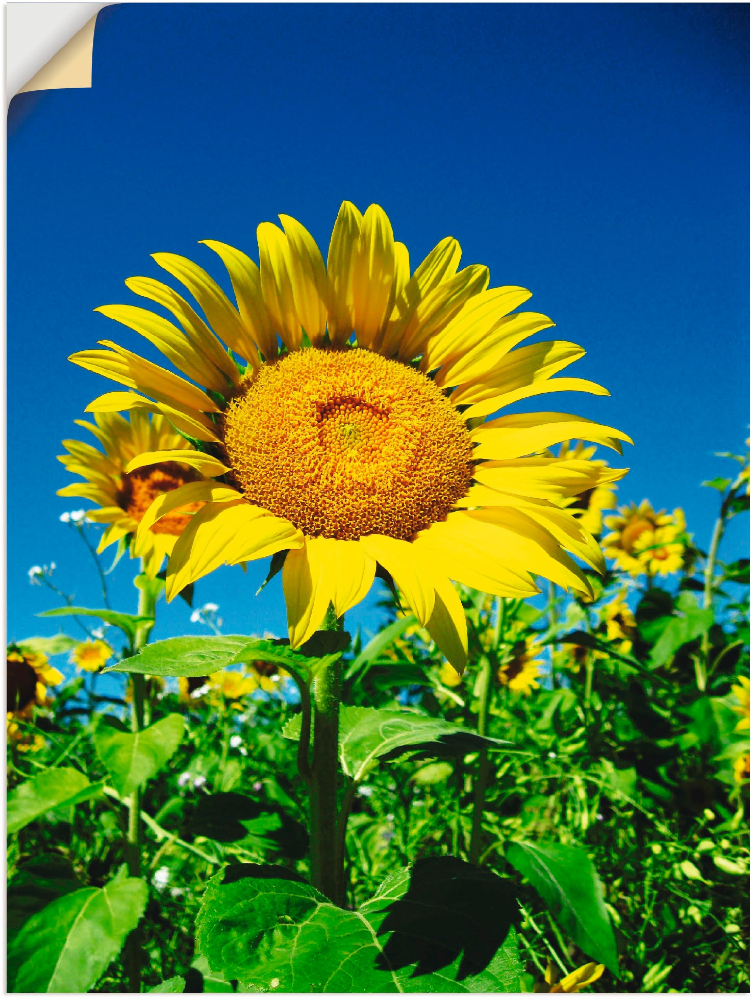 Artland Wandbild »Sonnenblume II«, Blumen, (1 St.), in vielen Größen & Produktarten - Alubild / Outdoorbild für den Außenbereich, Leinwandbild, Poster, Wandaufkleber / Wandtattoo auch für Badezimmer geeignet