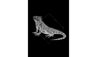 Komar Poster »Iguana Black«, Tiere, Höhe: 70cm kaufen