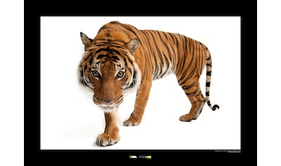 Komar Poster »Malayan Tiger«, Tiere, Höhe: 30cm kaufen