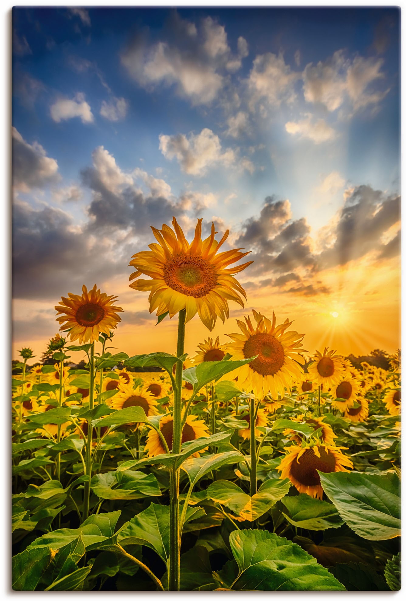 Artland Wandbild »Sonnenblumen in St.), Poster verschied. Blumenbilder, im im Shop als Online (1 Größen Sonnenuntergang«, OTTO Leinwandbild
